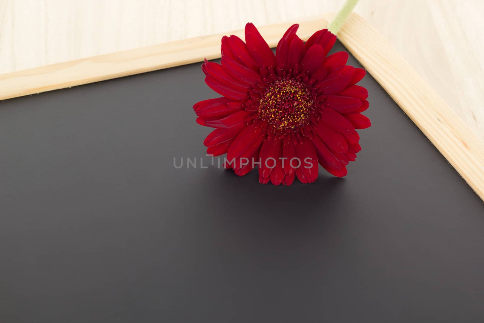 Single red gerbera on blank blackboard