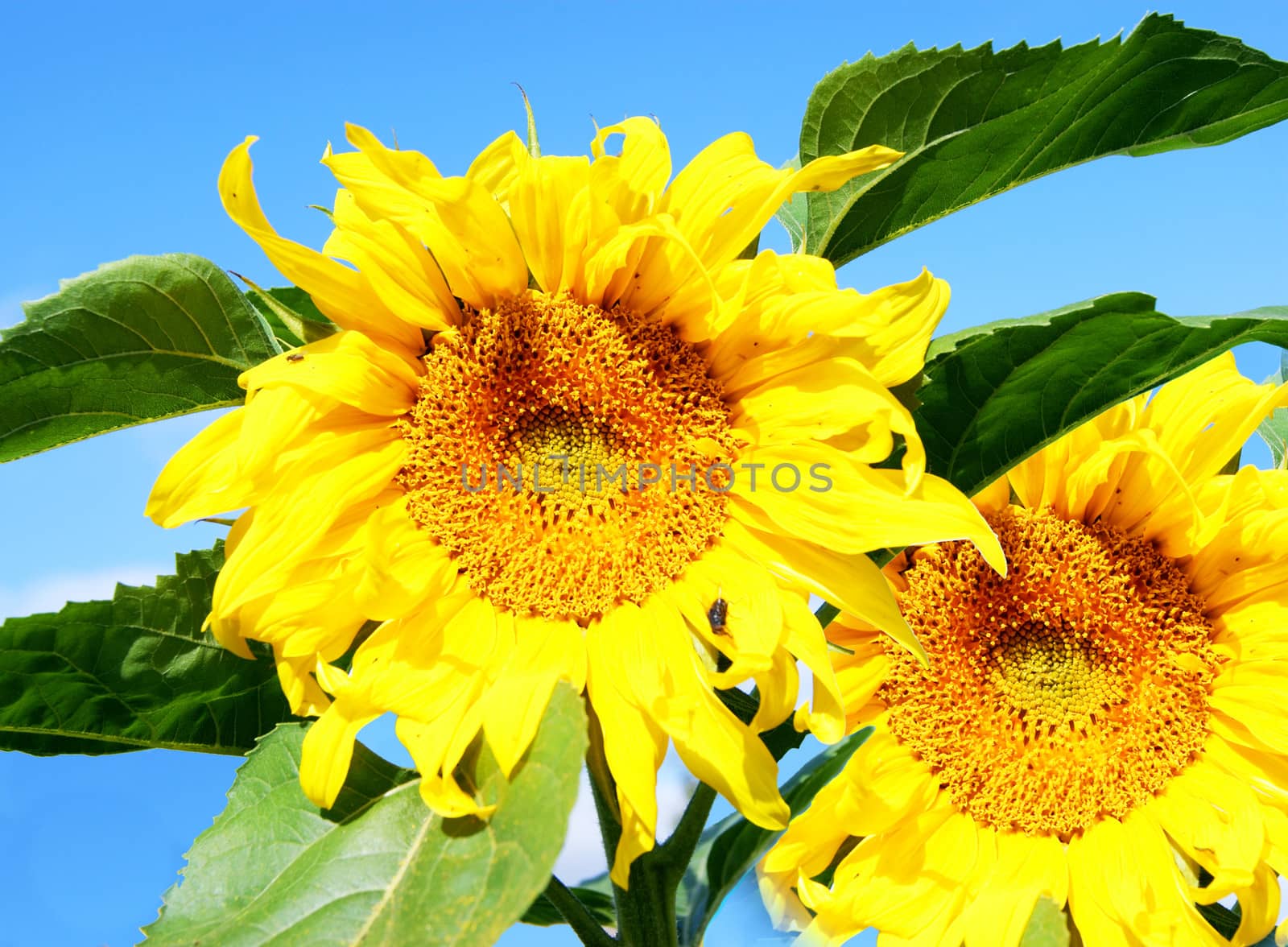 Flower sunflower by cobol1964