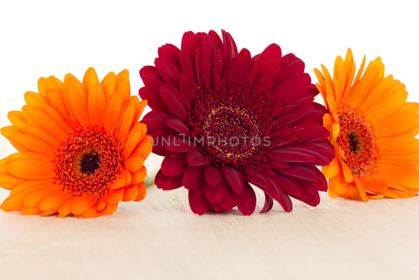 Three colourful gerberas on wooden background