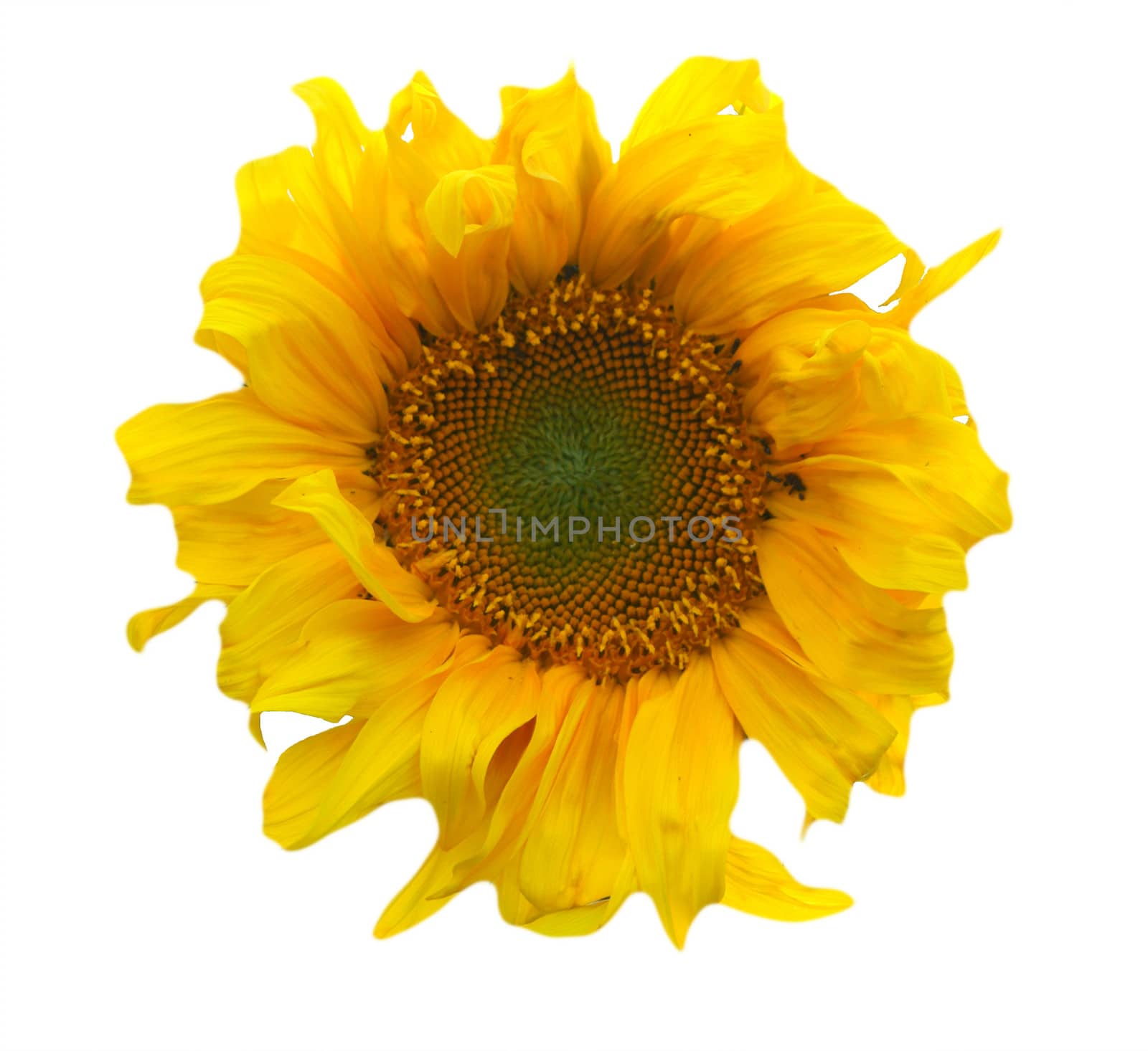 sunflower isolated on white background by cobol1964
