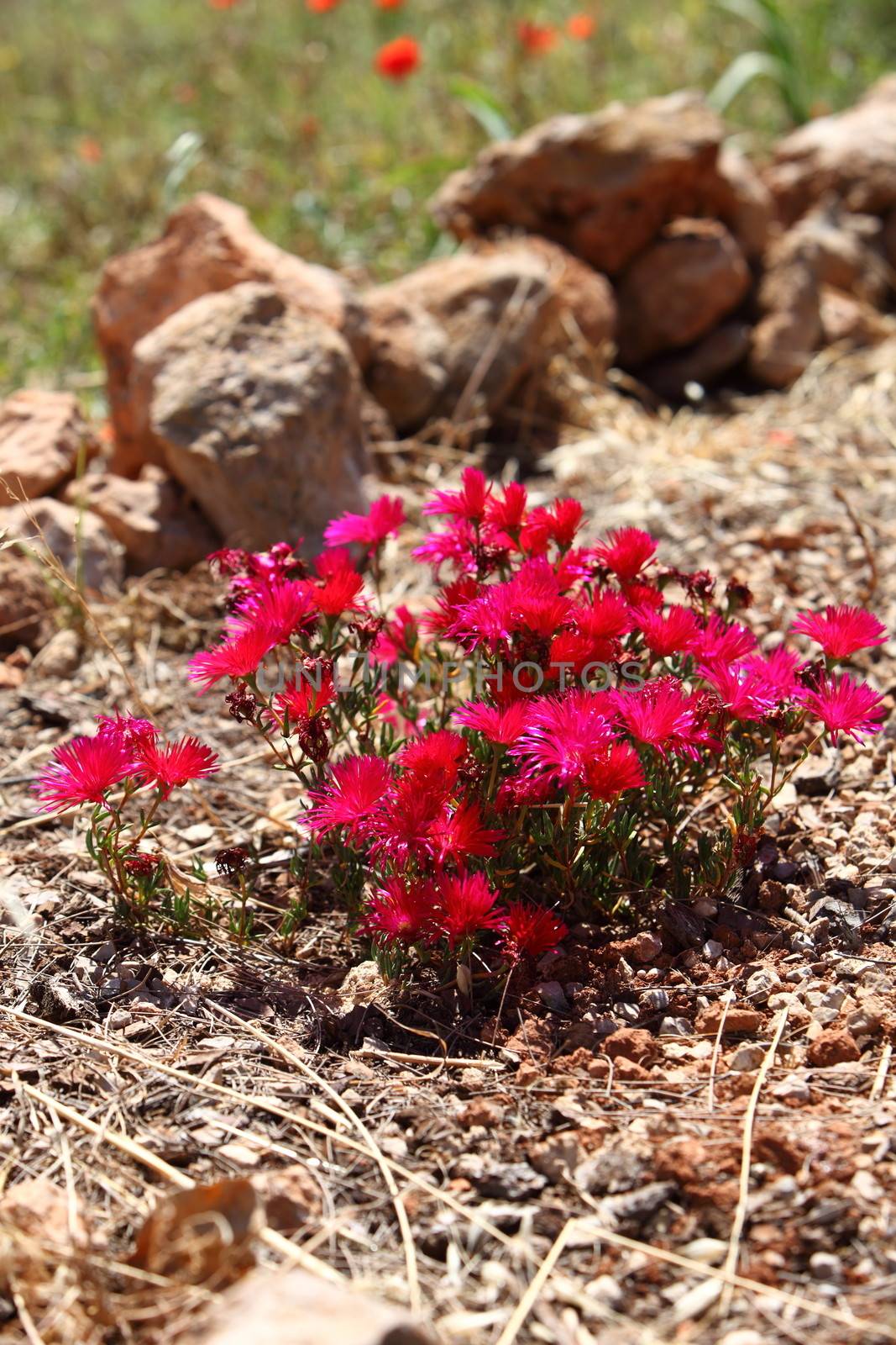 Colourful red flowers in a garden by Farina6000