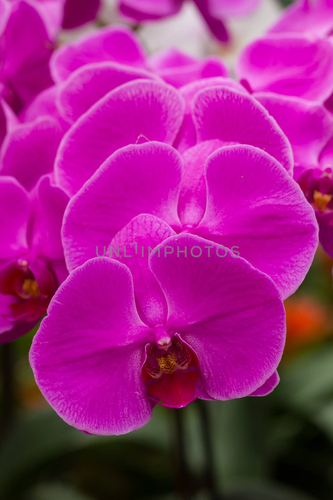 Closeup purple butterfly orchids in the garden