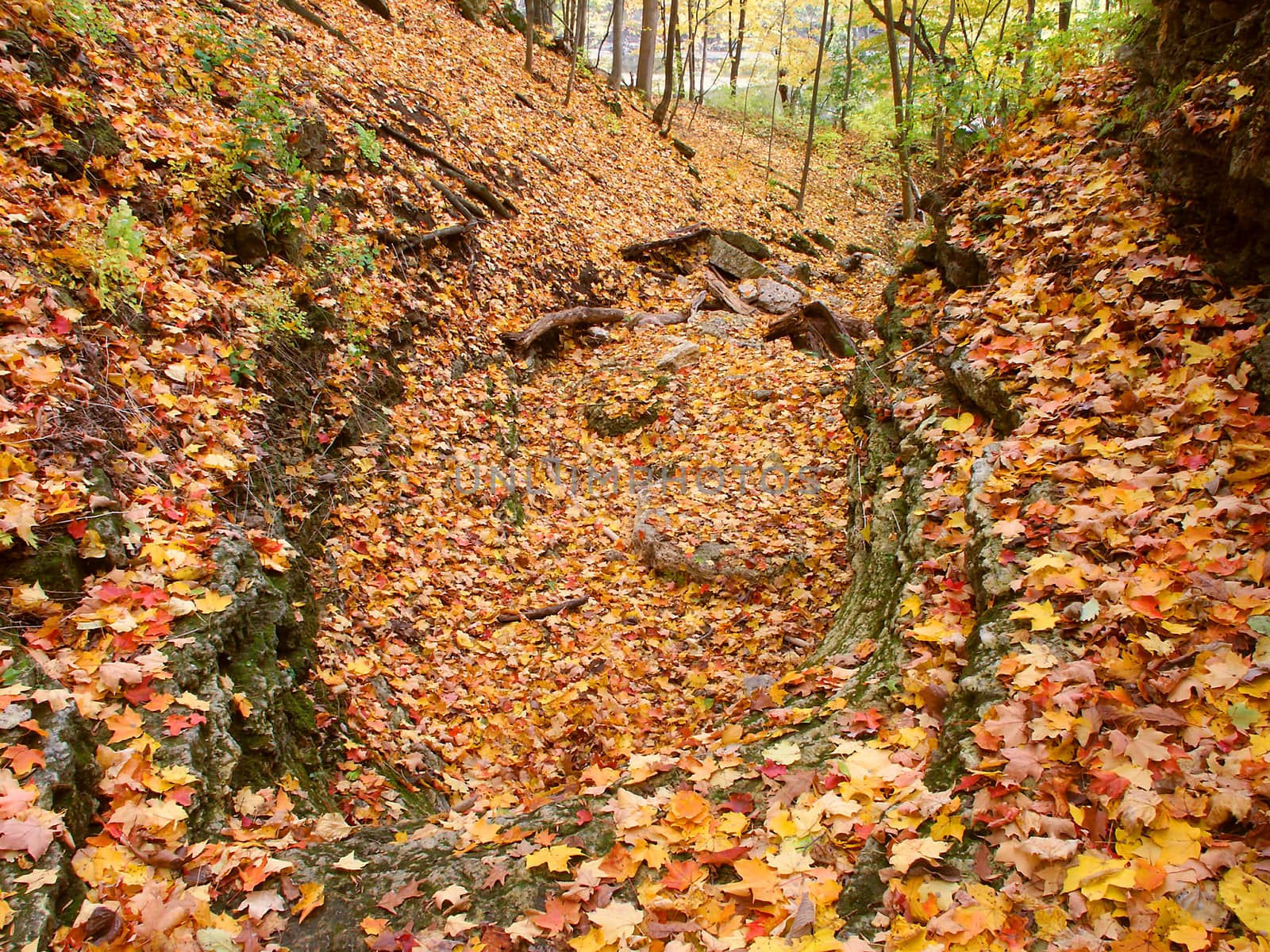 Autumn leaves blanket the landscape of Kishwaukee Gorge Forest Preserve in Illinois.