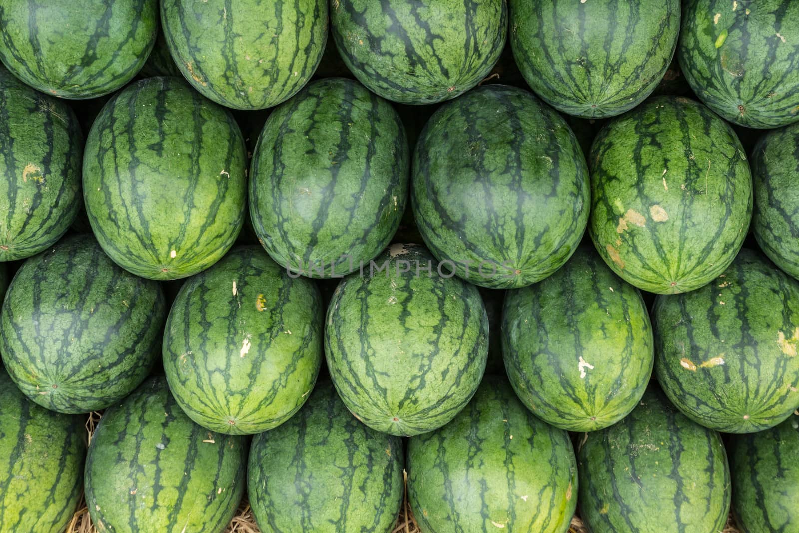 Watermelon set in a row on straw