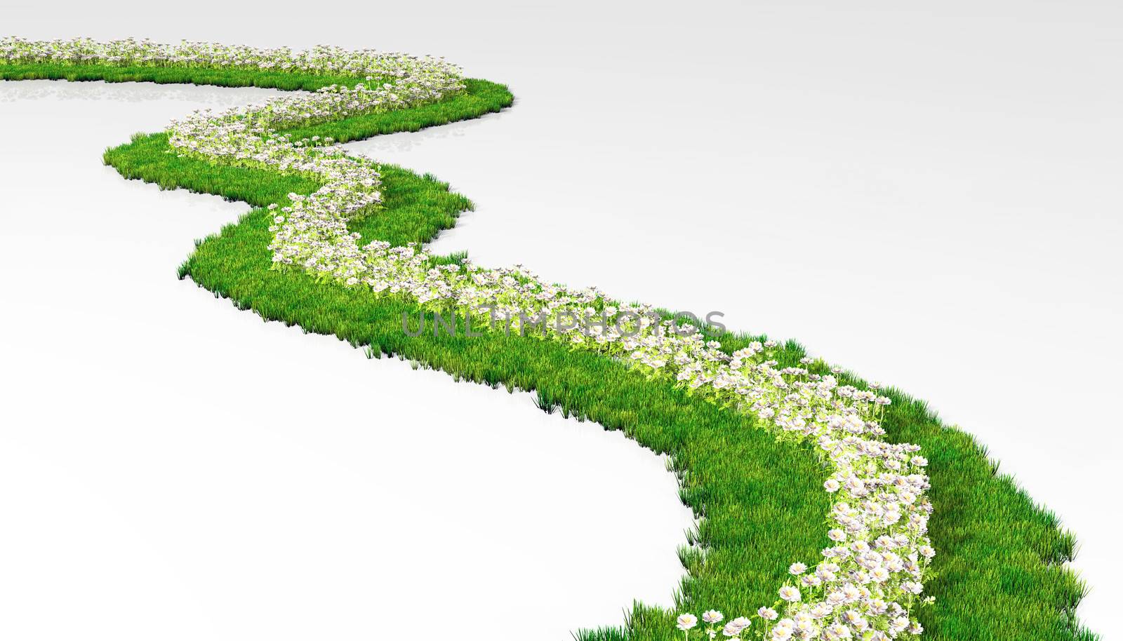 a grassy path made of lawn with white flowers in its centre, winds in a white ground