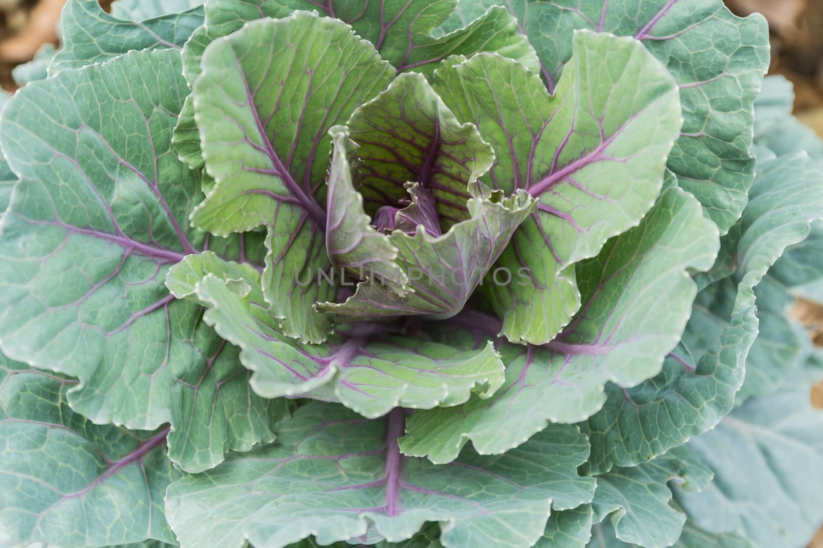 Closeup of green cabbage plant in the garden