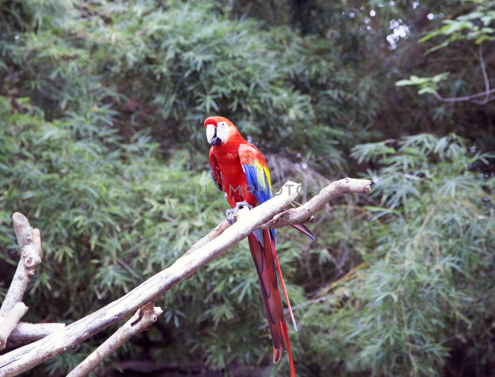 Portrait of a parrot on a limb