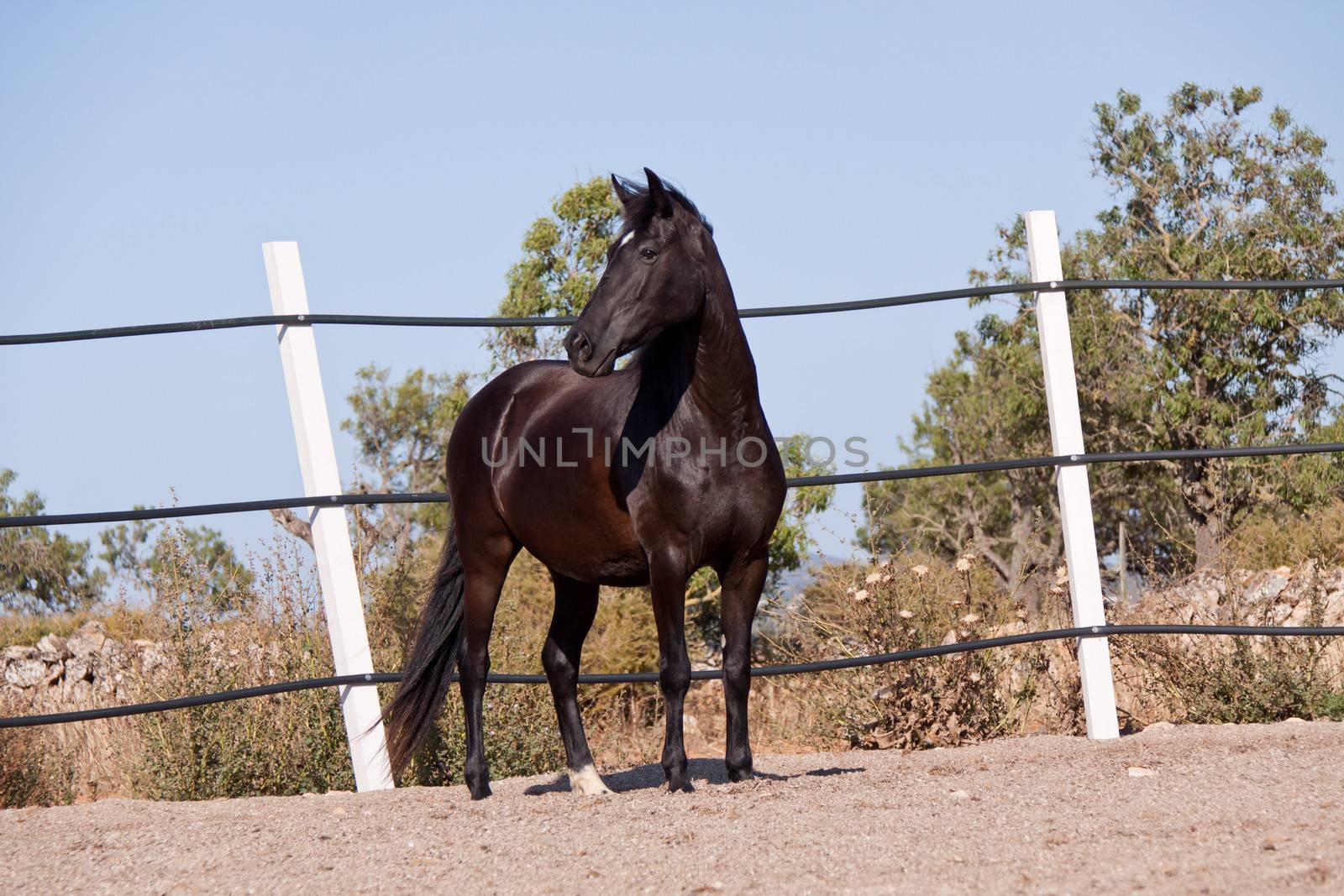 caballo de pura raza menorquina prm horse outdoor rolling on floor