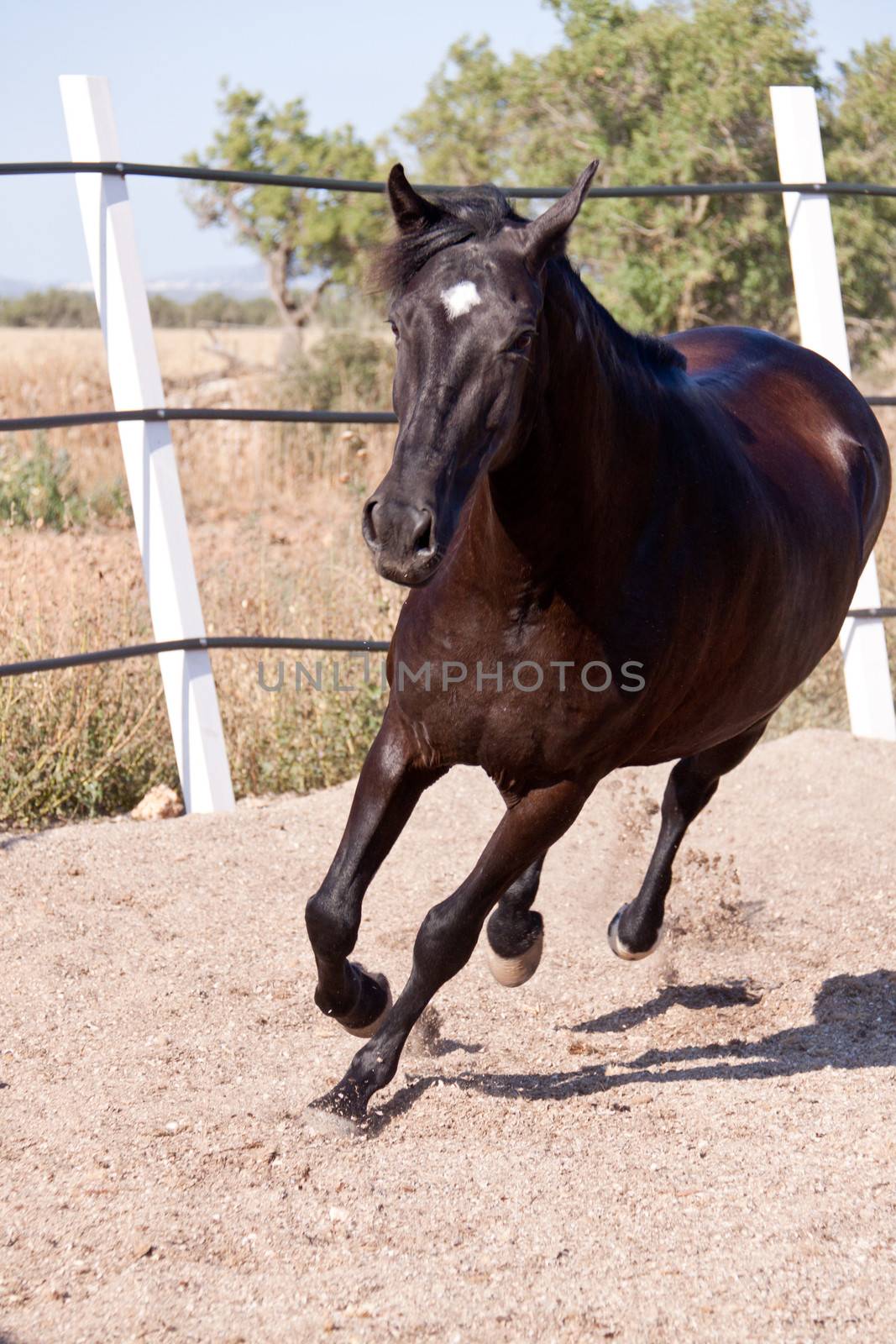 caballo de pura raza menorquina prm horse outdoor rolling on floor
