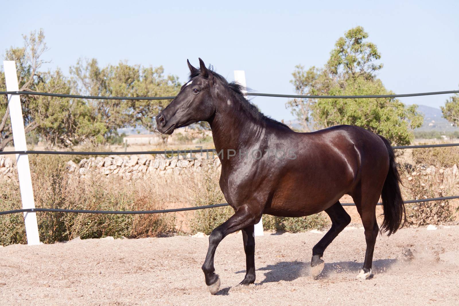caballo de pura raza menorquina prm horse outdoor rolling on floor