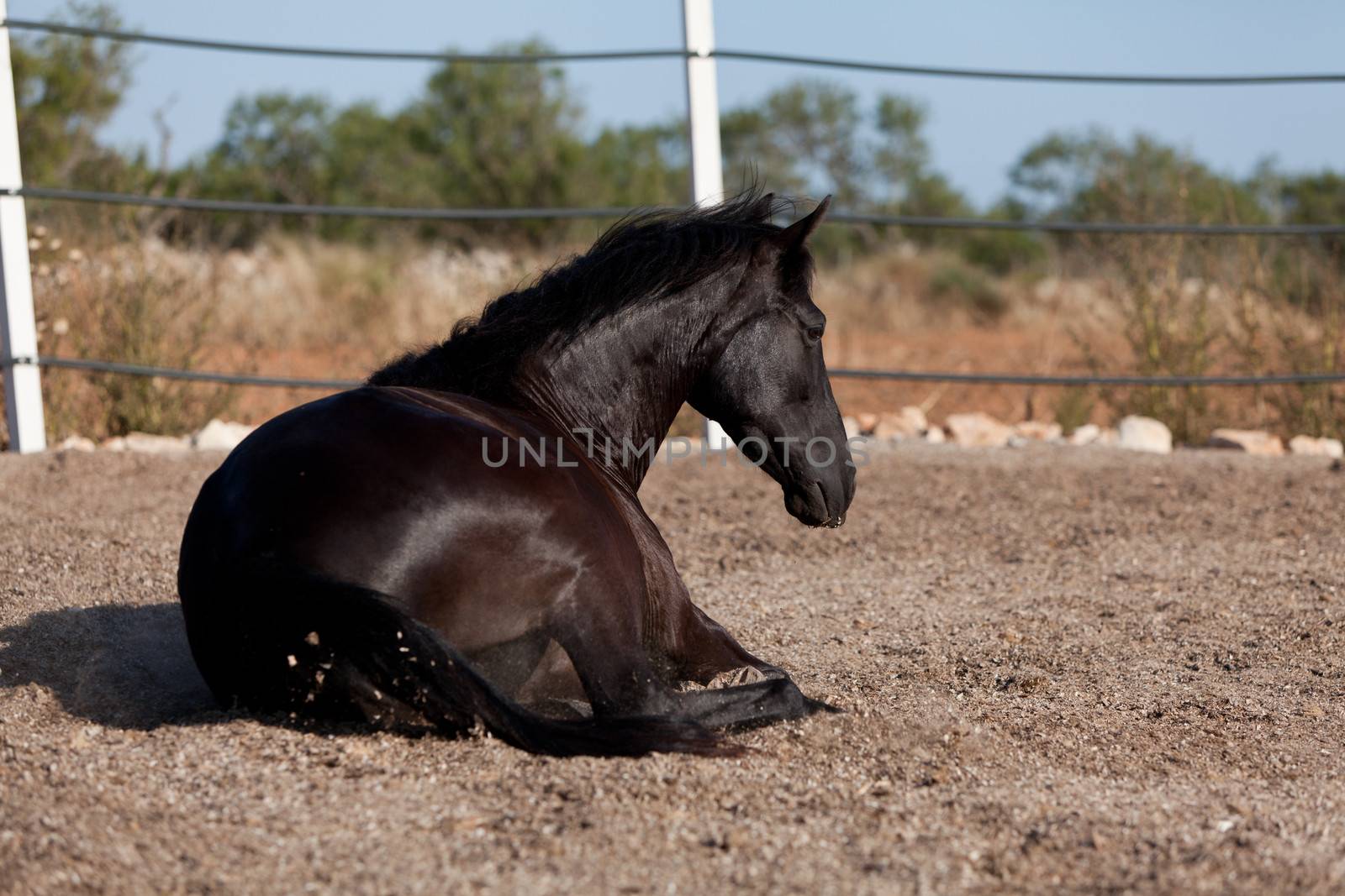 caballo de pura raza menorquina prm horse outdoor rolling on floor