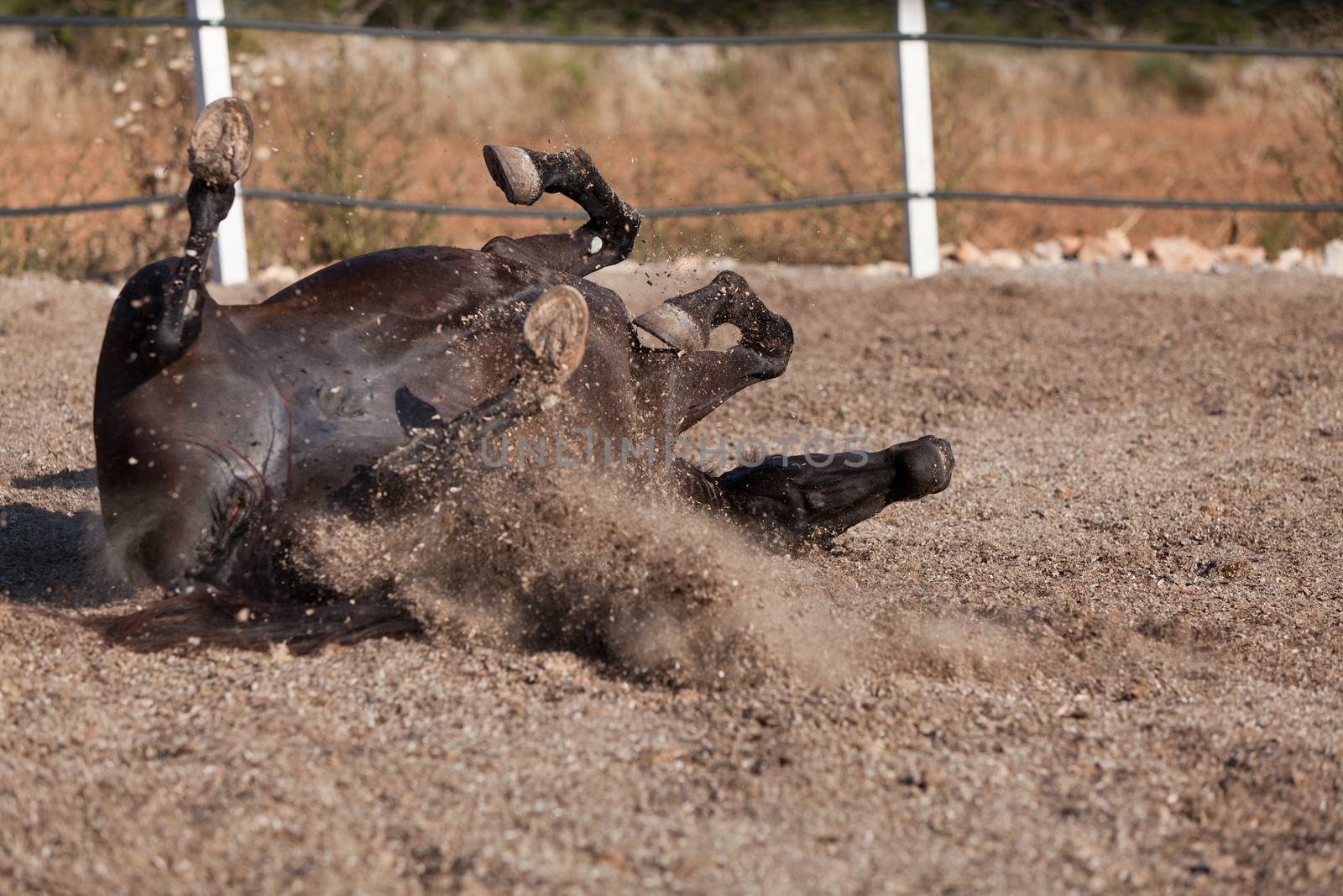 caballo de pura raza menorquina prm horse outdoor rolling on floor