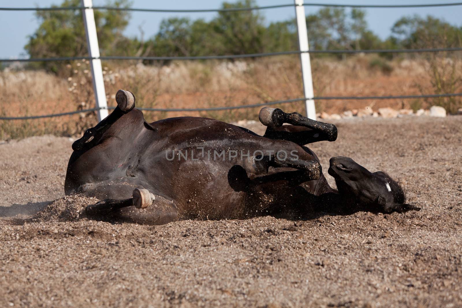 caballo de pura raza menorquina prm horse outdoor rolling on floor