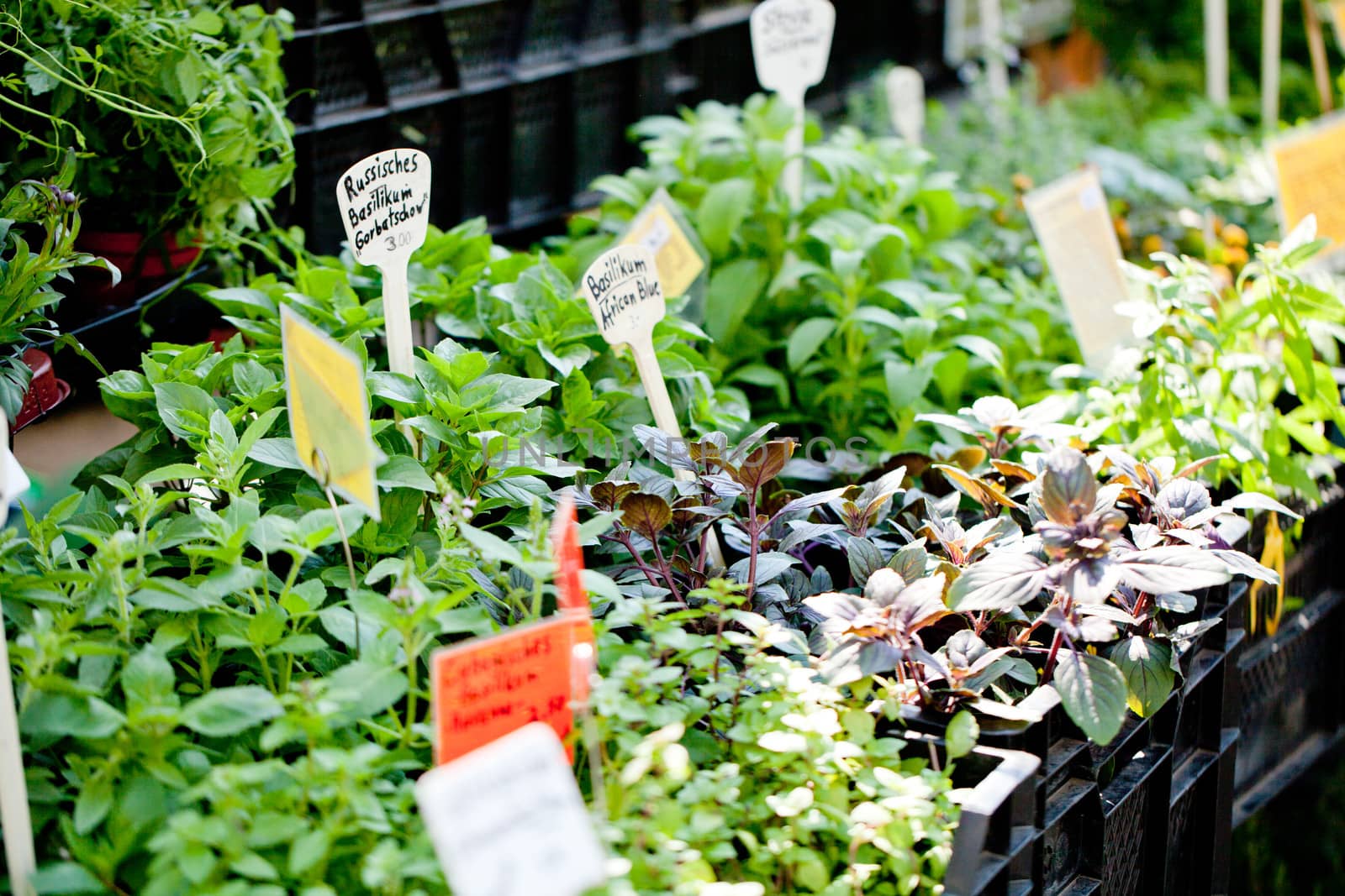 different fresh green herbs on market outdoor summer