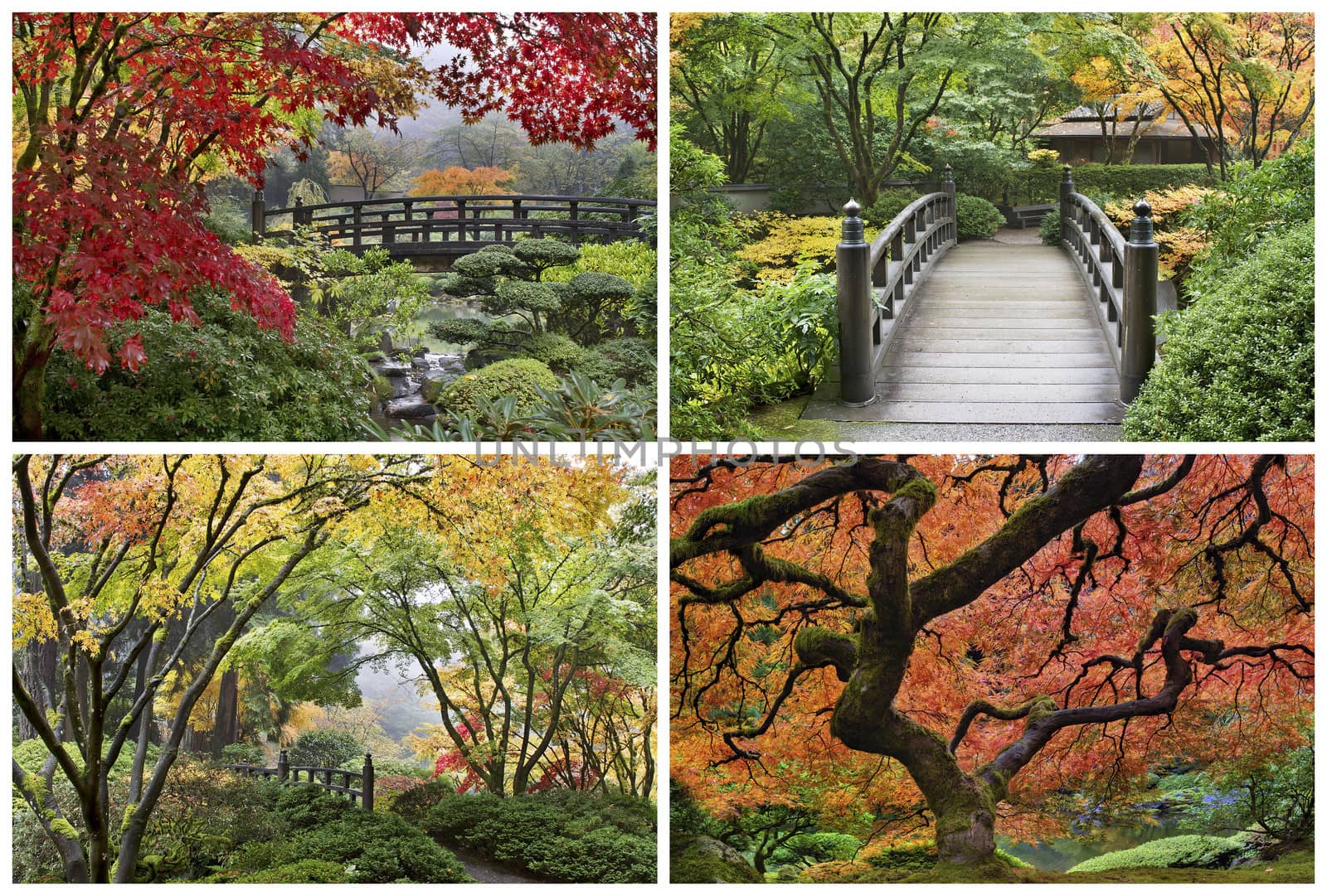 Japanese Garden in the Fall Season with Maple Trees and Wooden Foot Bridge over Creek Collage