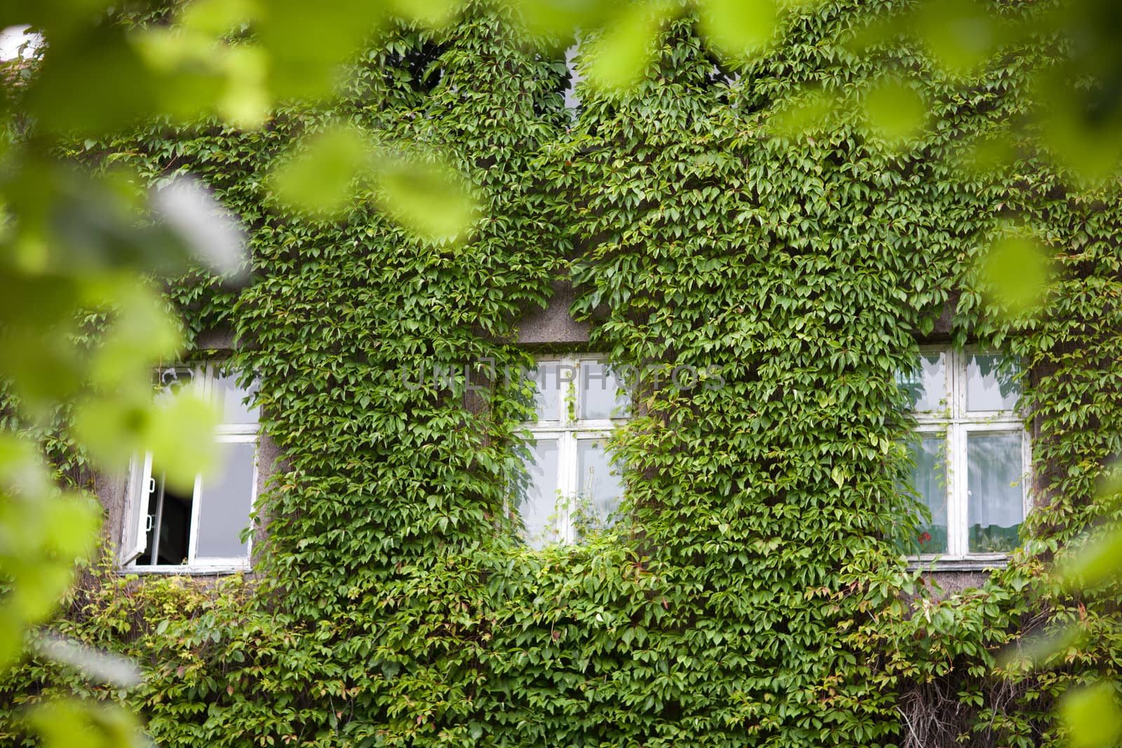 three windows in leaves on the wall