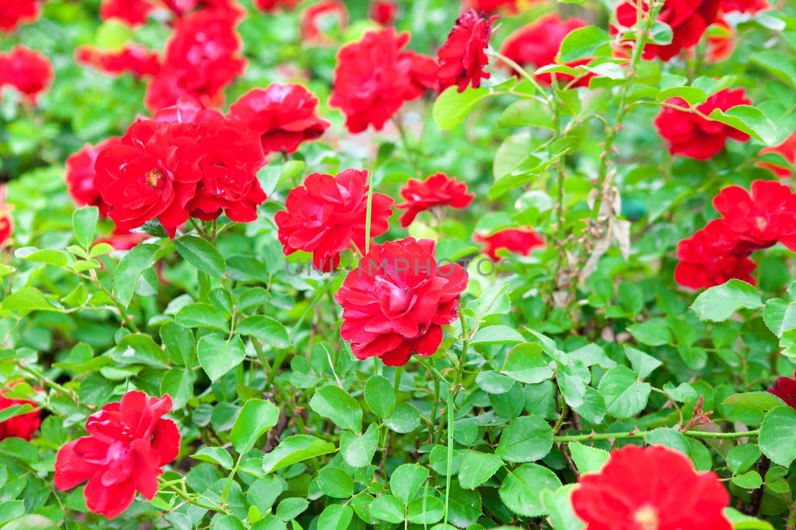 red flowers by vsurkov