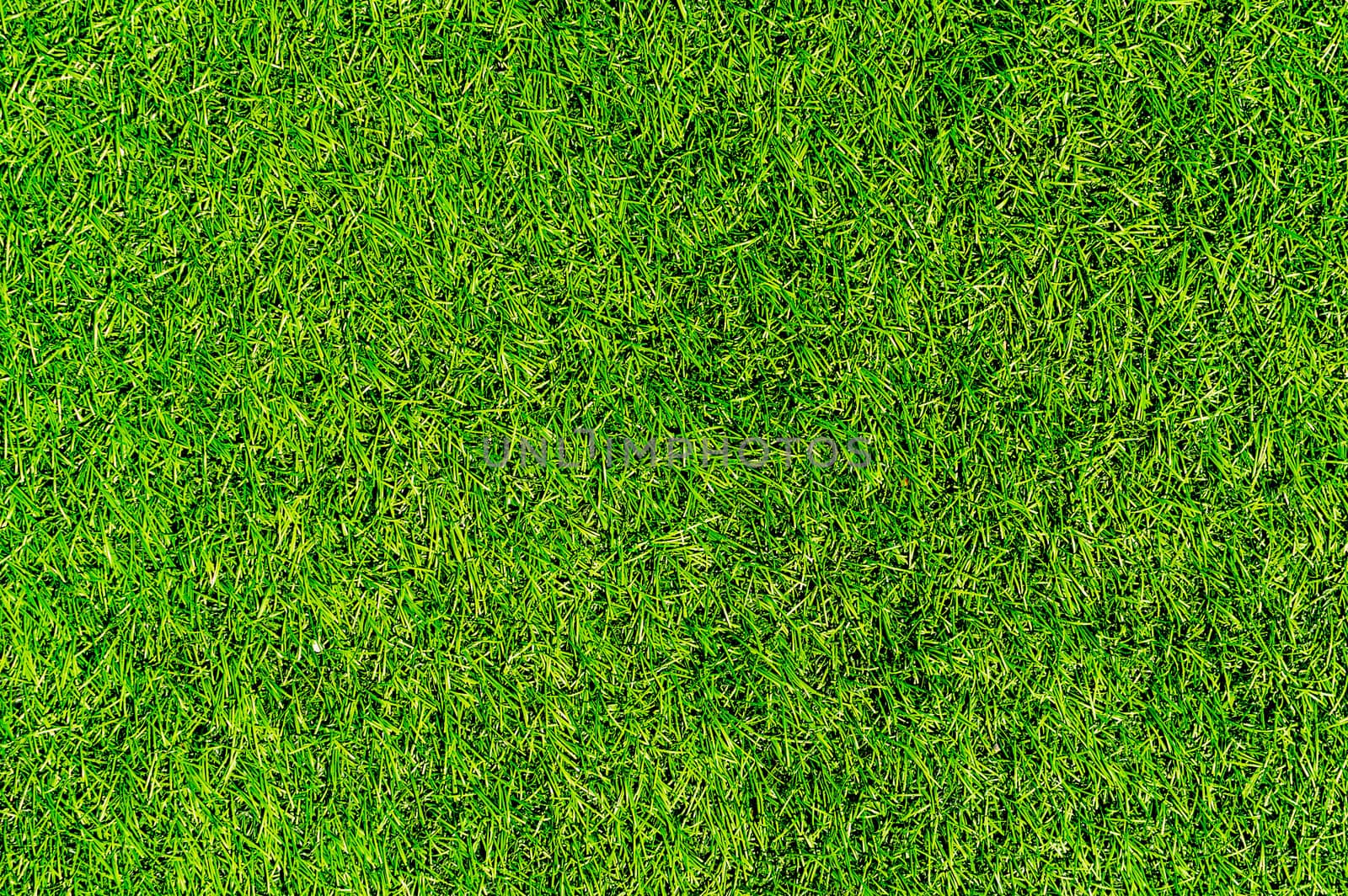 Fresh green grass.beautiful background.