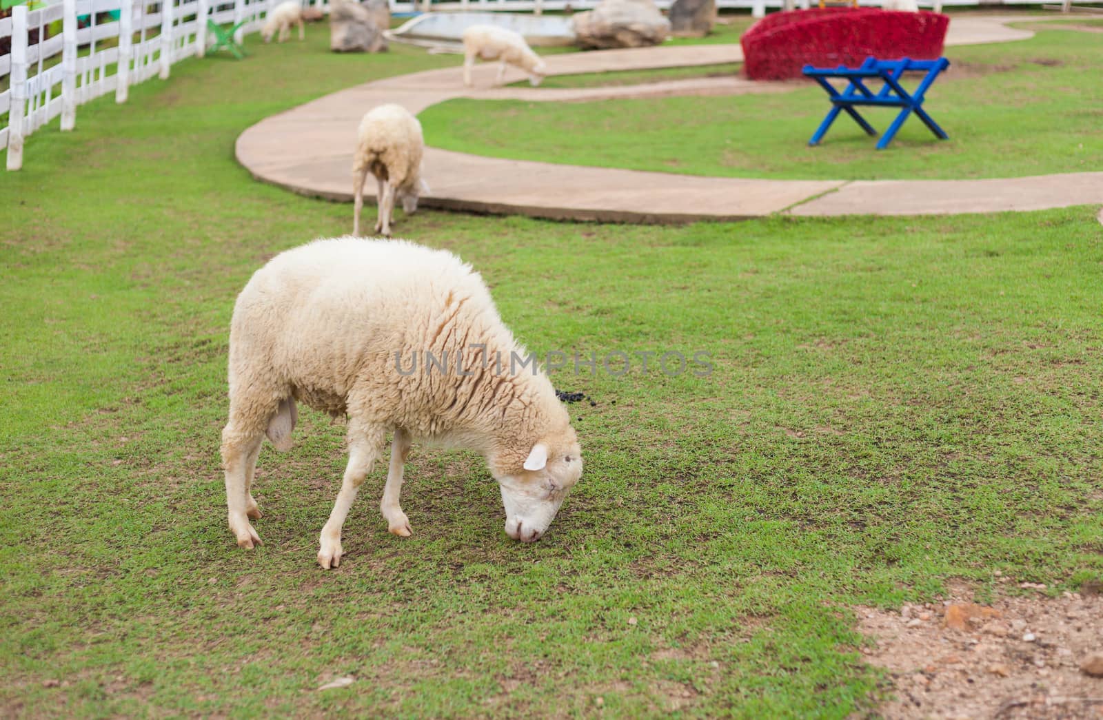 Sheeps in farm by moggara12