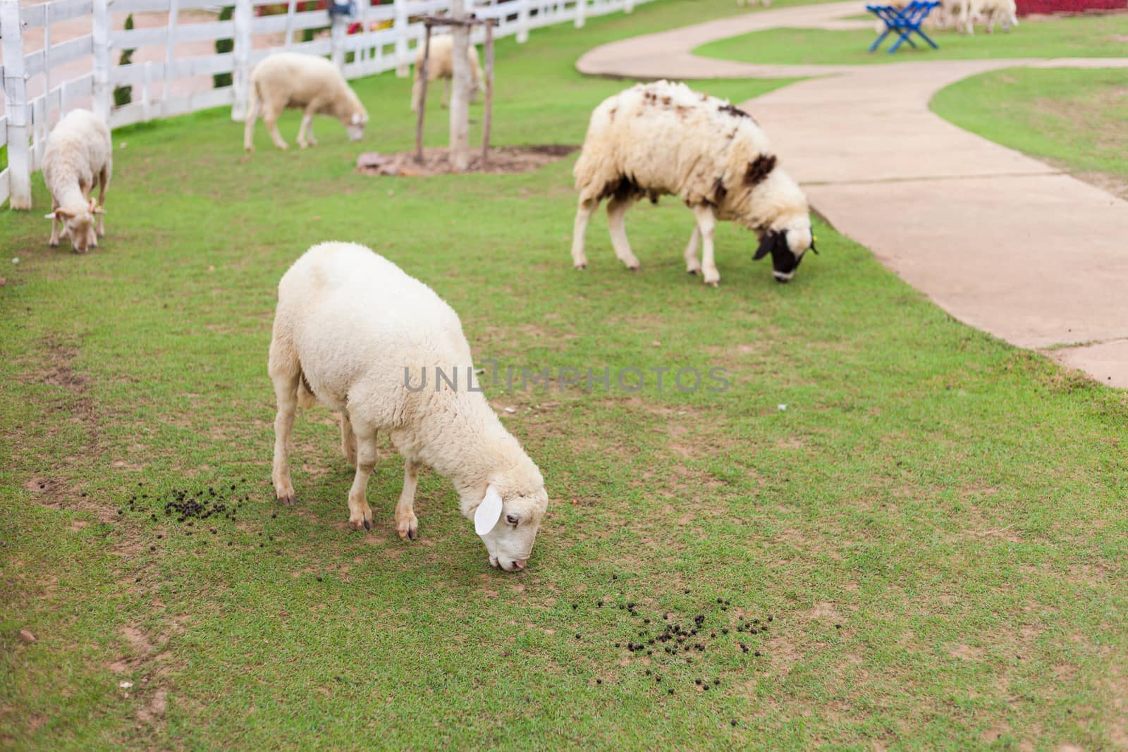Sheeps eat grass in farm