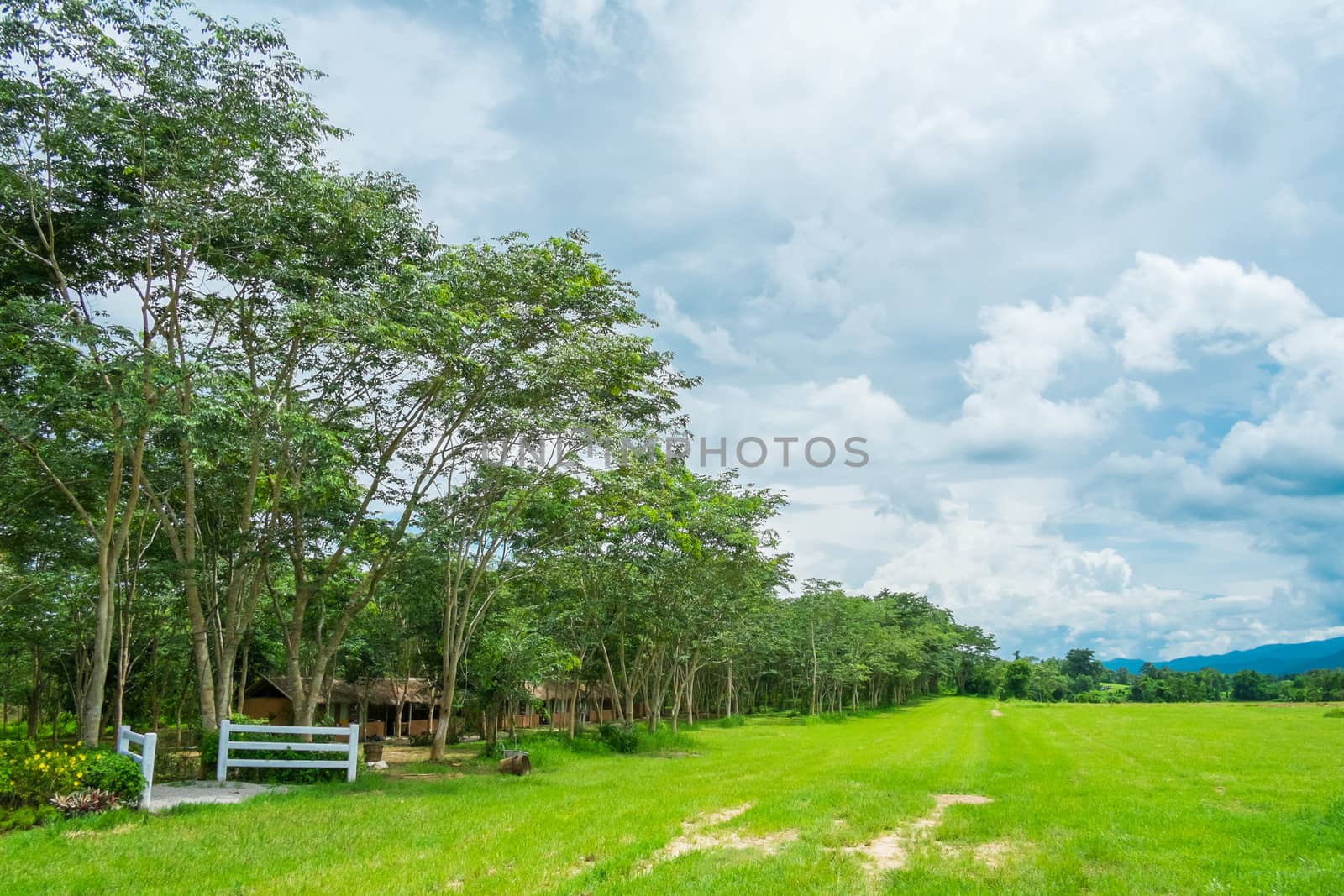 many tree in farm filed and overcast sky