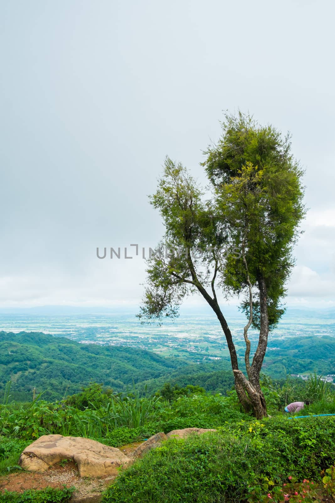 tree on mountain and overcast sky