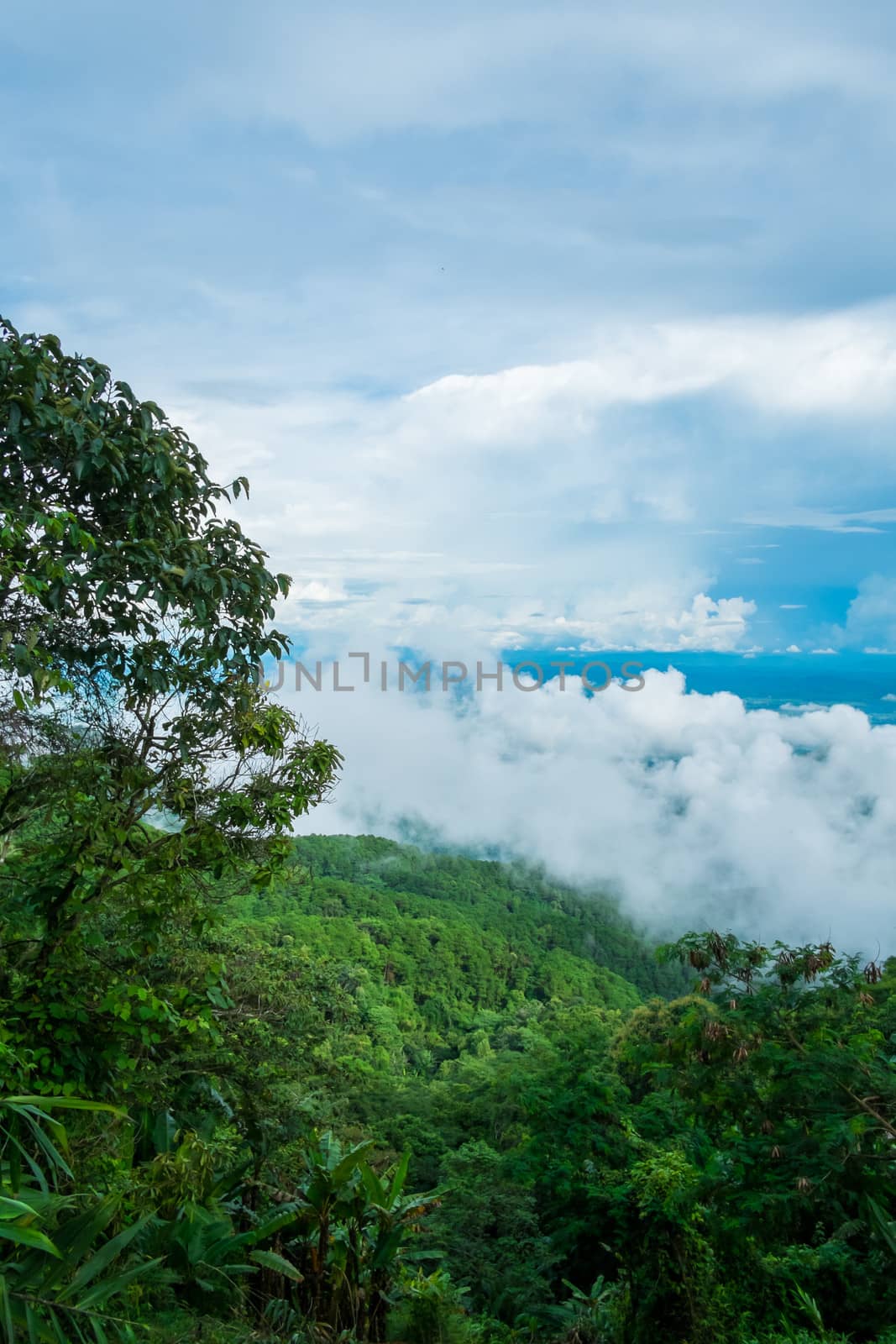 tree on mountain with cloudy by moggara12