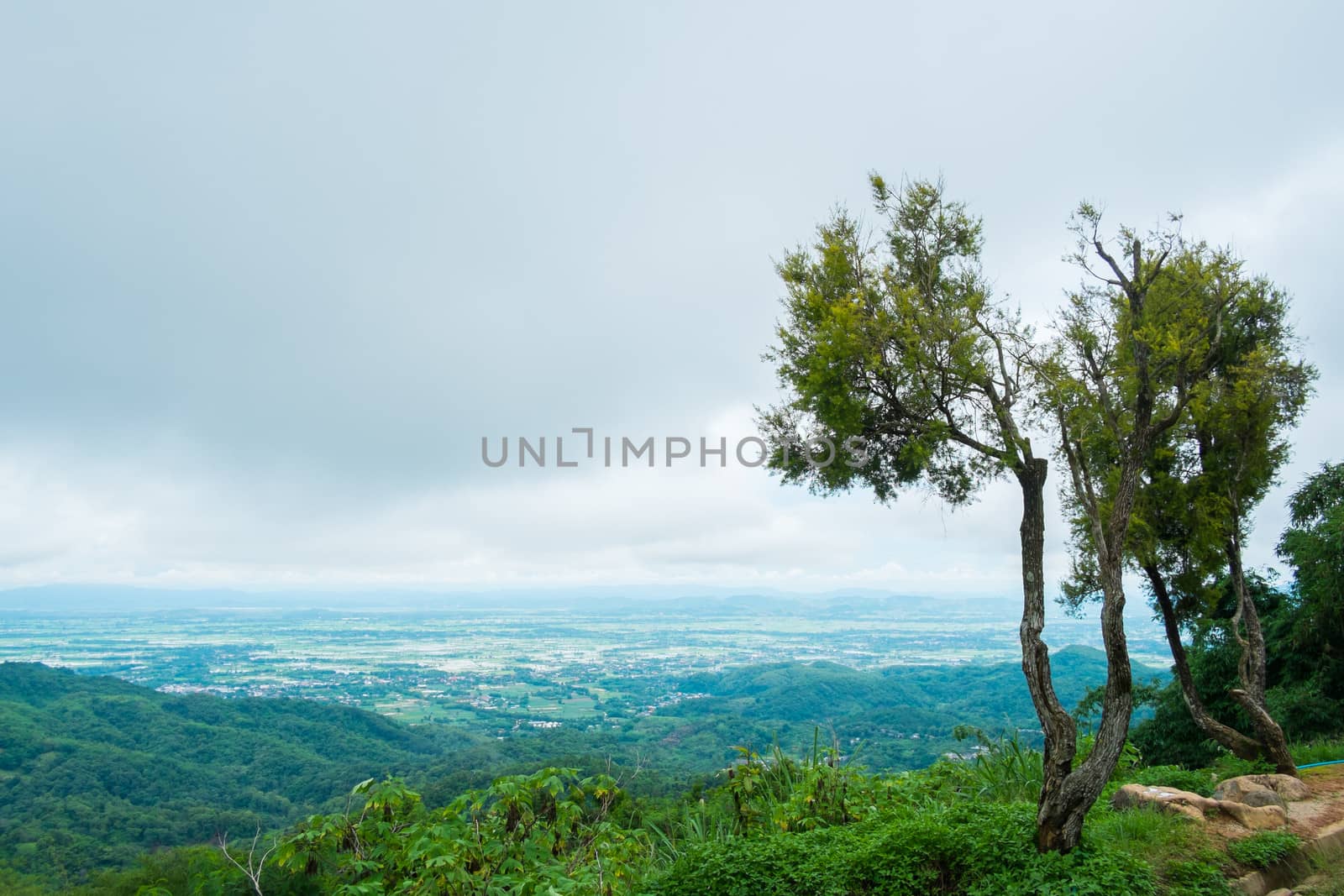 tree on mountain and overcast sky
