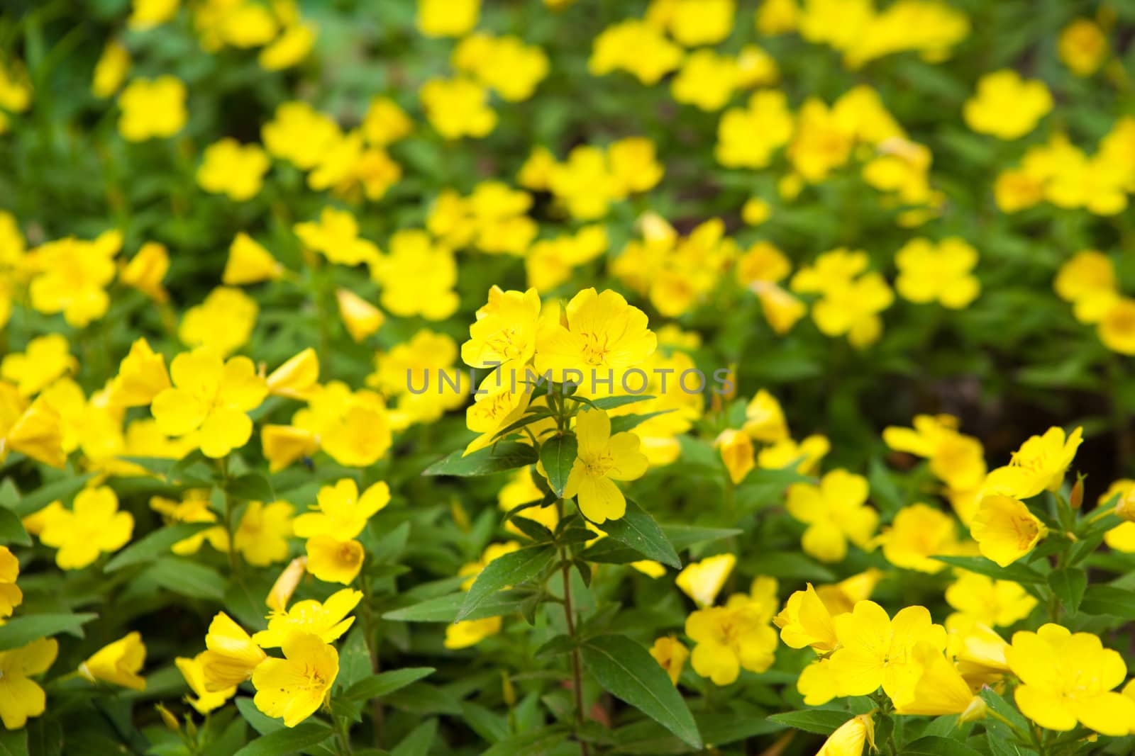 yellow flowers by vsurkov