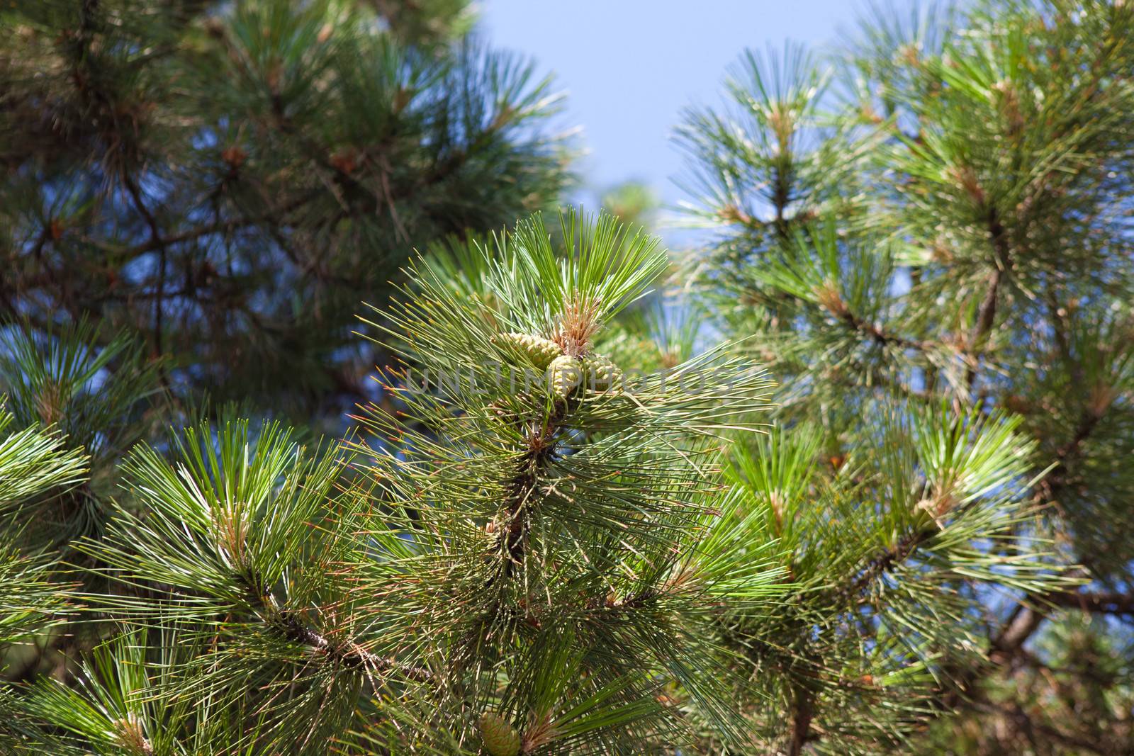 pinecones outdoors