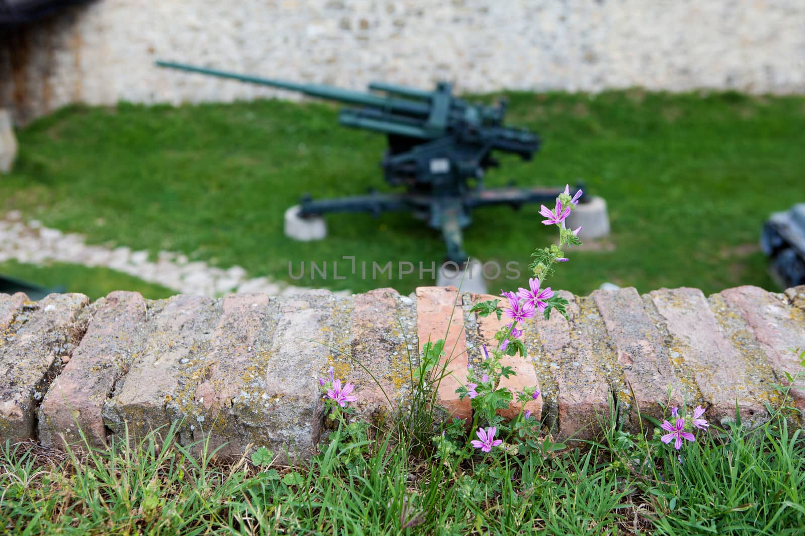 flower and war weapon