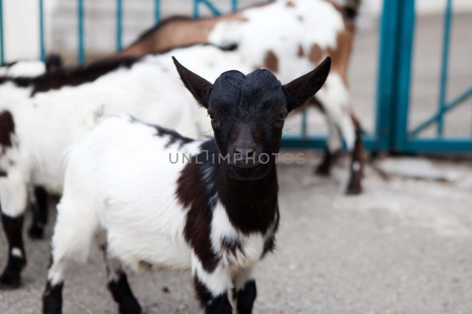 baby goat by vsurkov