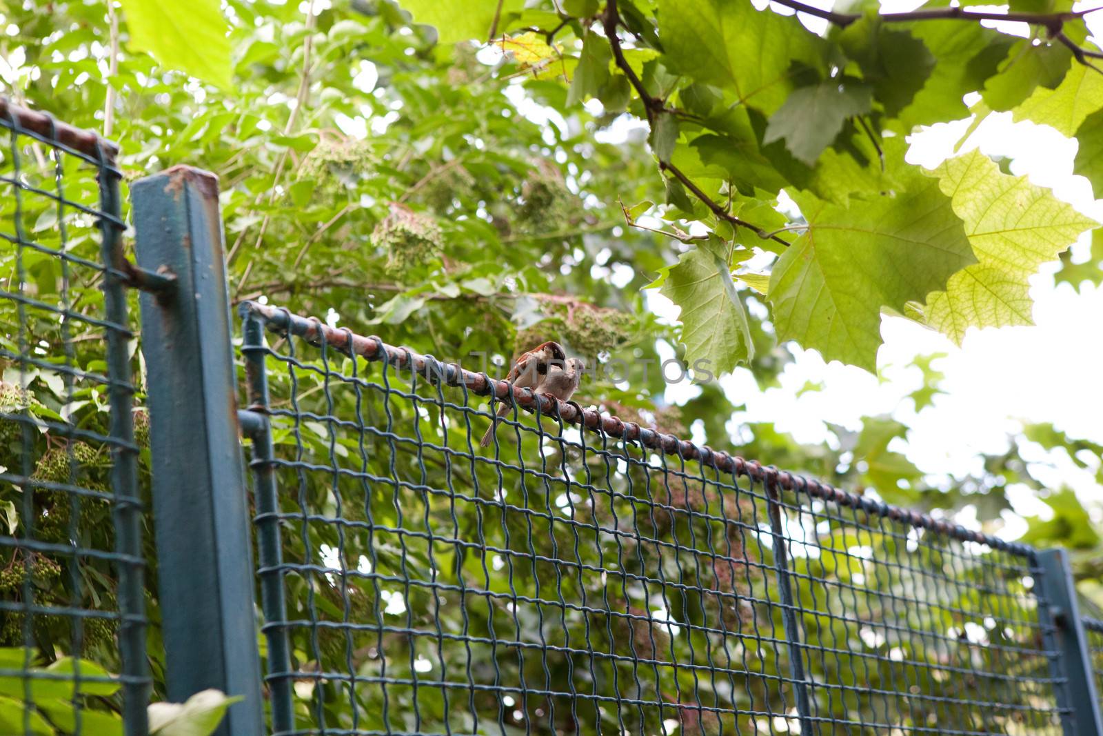 two sparrows on the fence