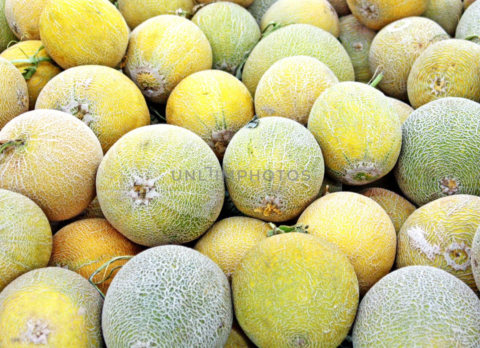 Yellow melons

