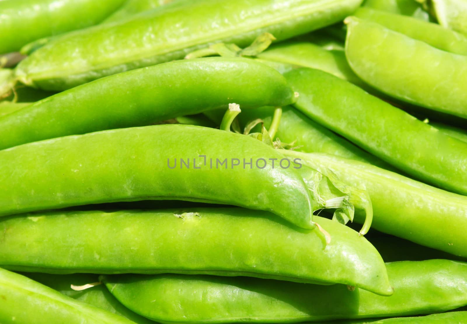 Fresh green peas in the pod 
