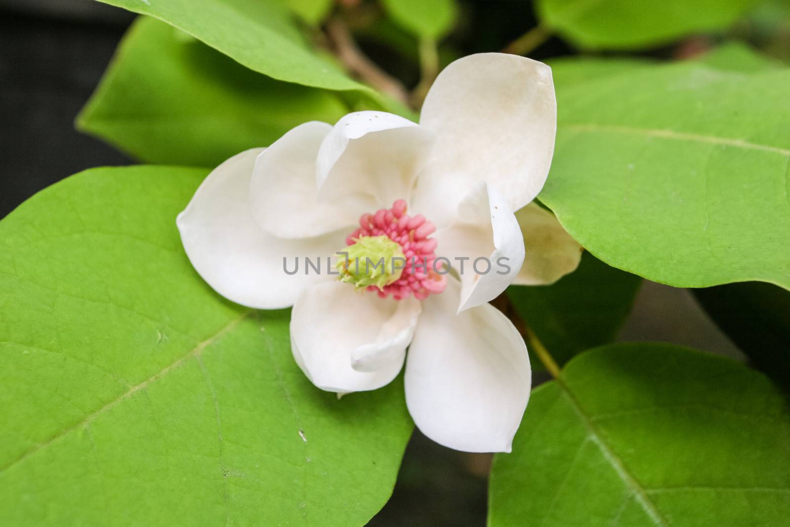 Magnolia wieseneri by melastmohican