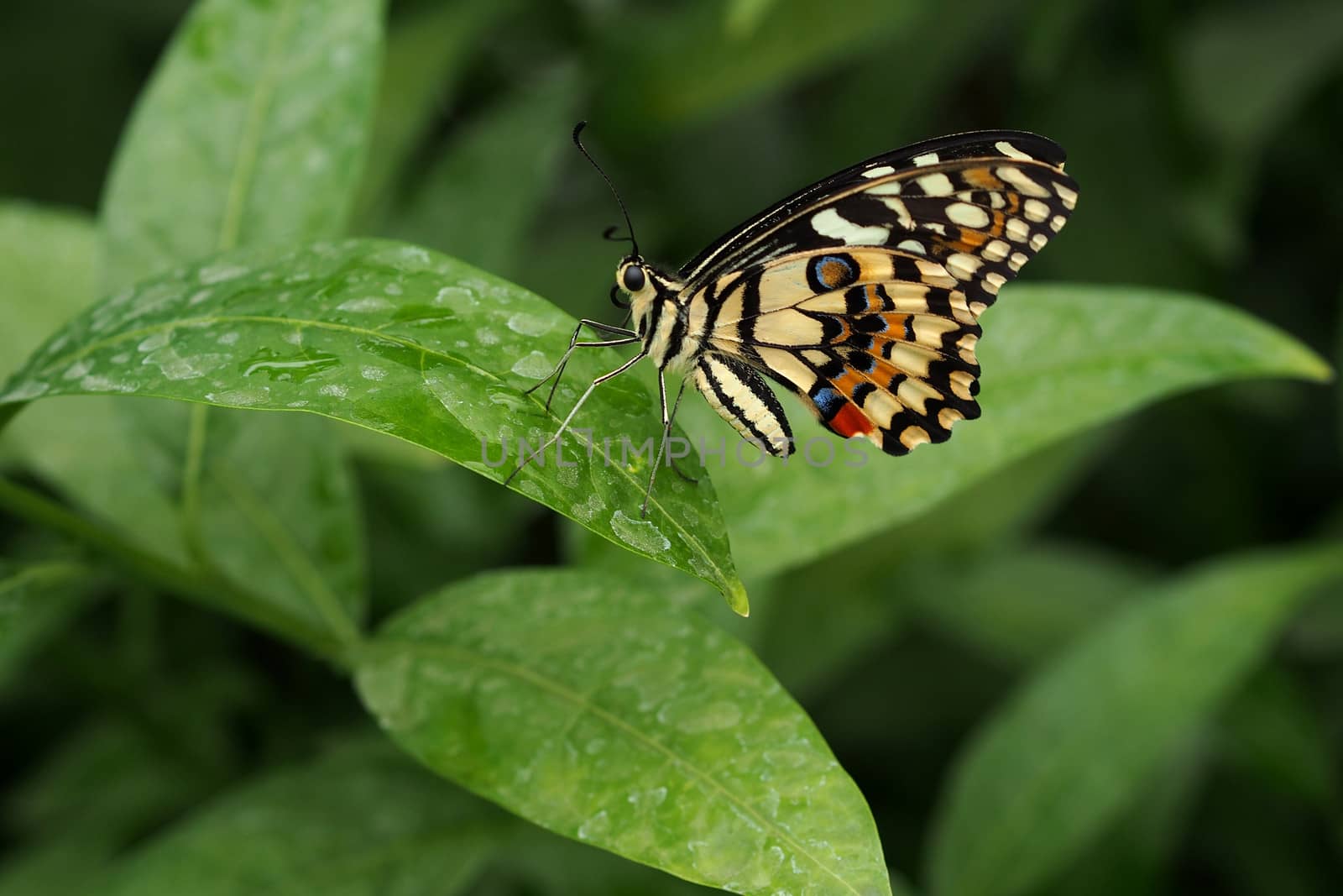 Exotic butterfly on green leaf by stockyimages