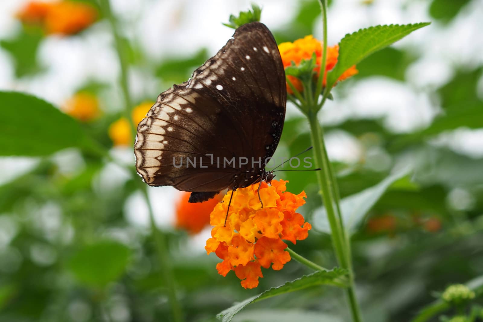 Butterfly sucking nectar from a flower by stockyimages