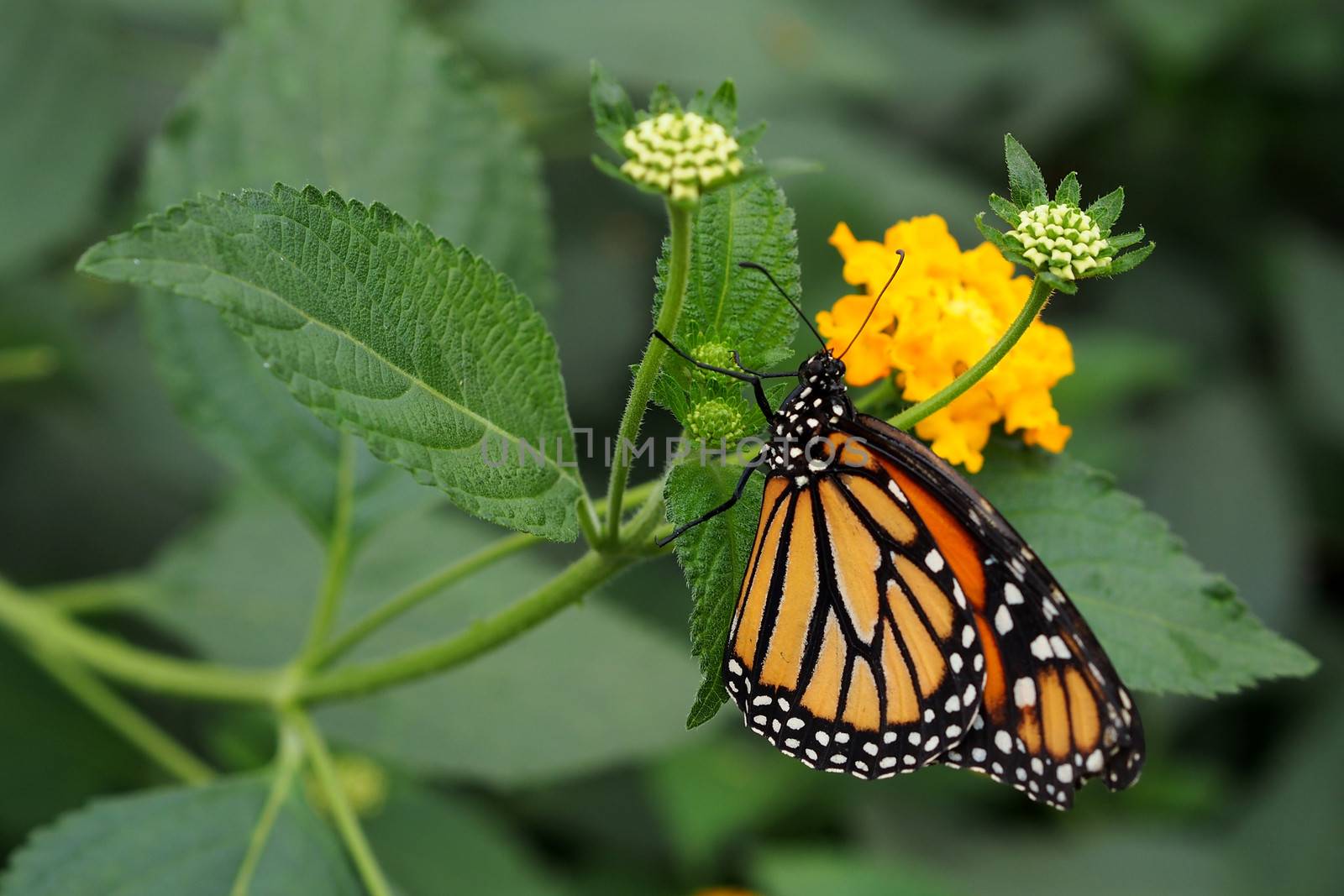 Monarch butterfly sucking nectar by stockyimages