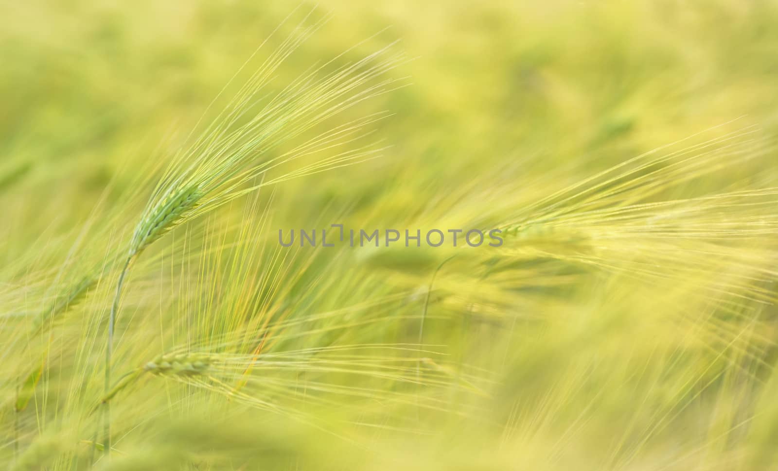 Ear of green wheat on the background of wheat field