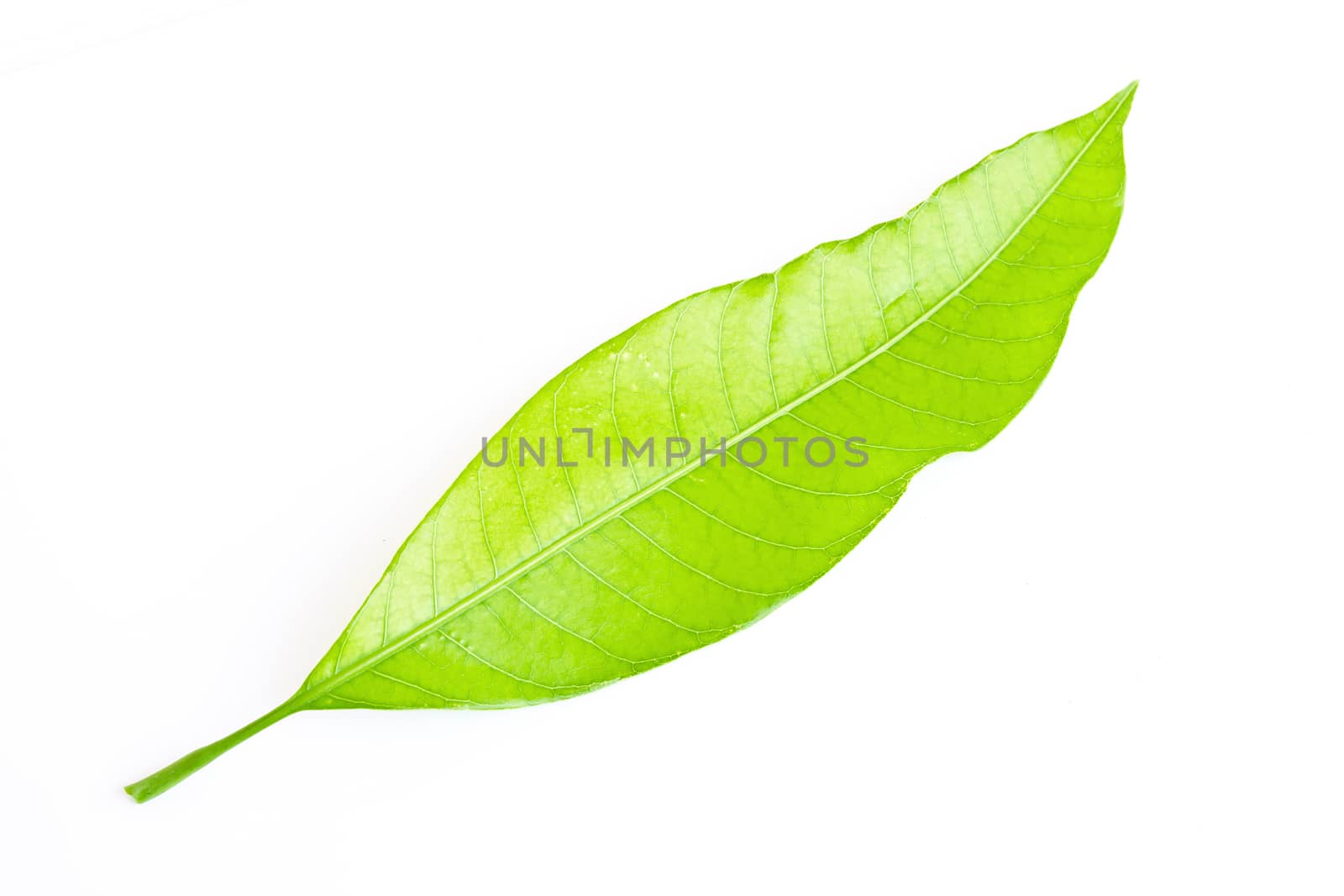 Green leaf isolated on white background