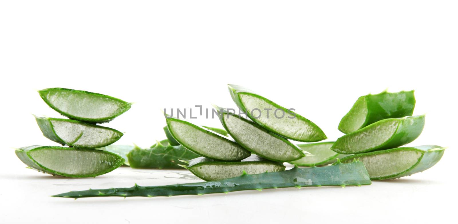 Aloe vera plant