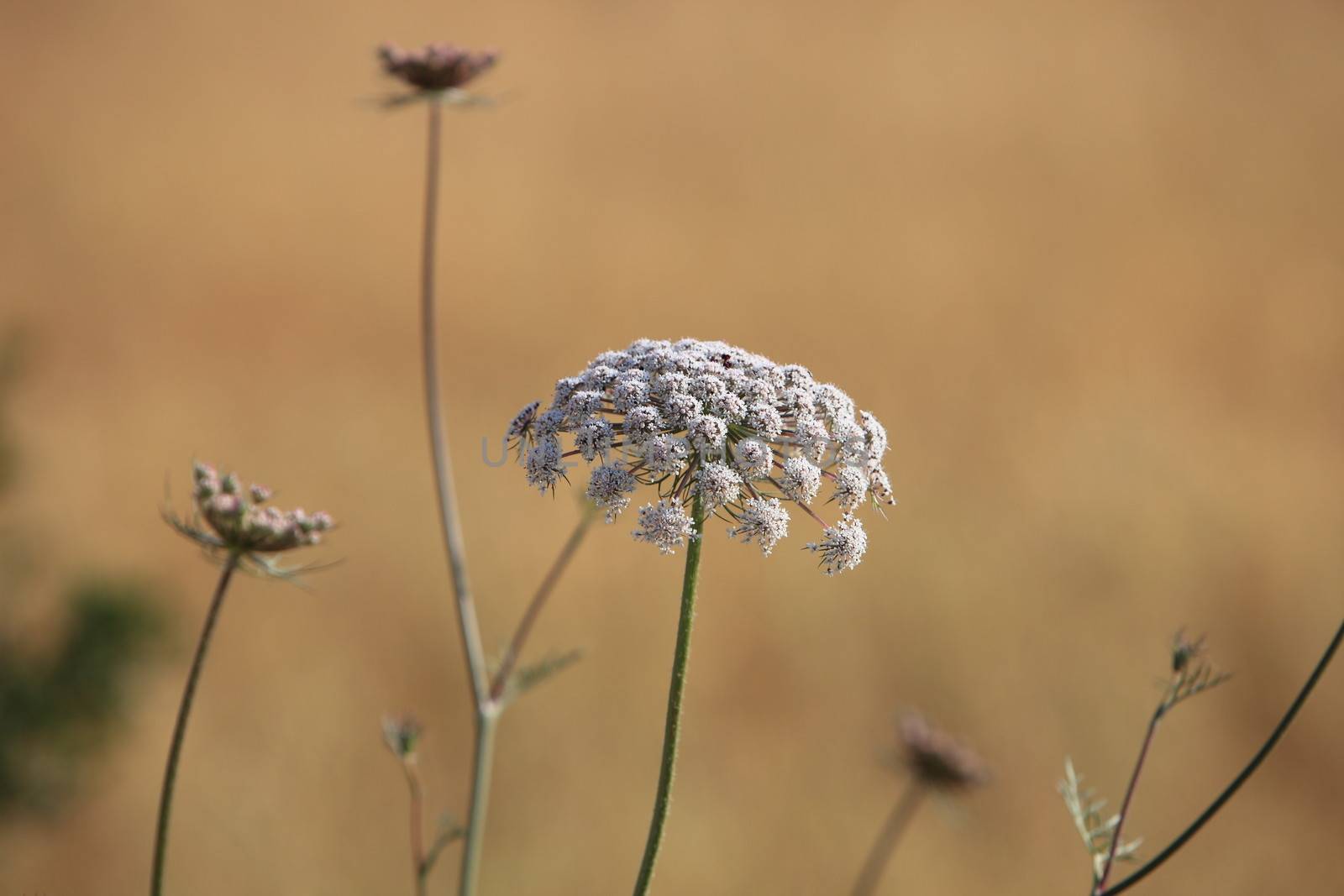 Queen Annes Lace, a common white wildflower that attracts insects in summer