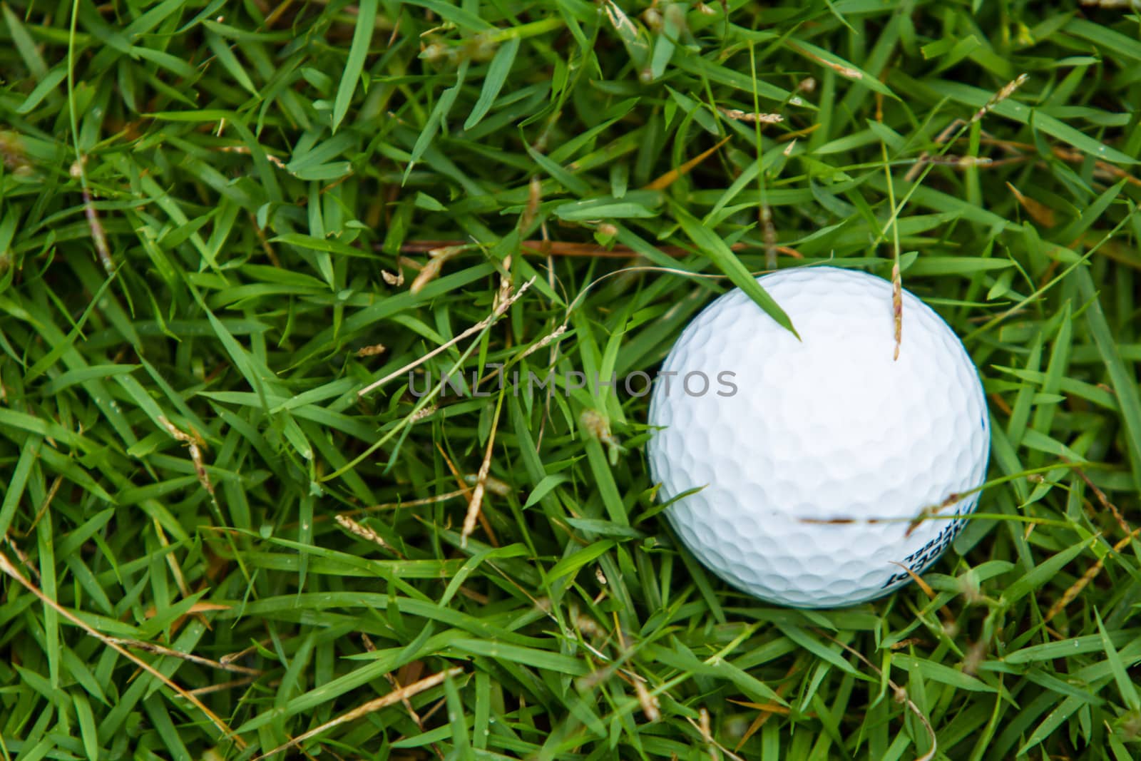 Golf ball on the green grass background
