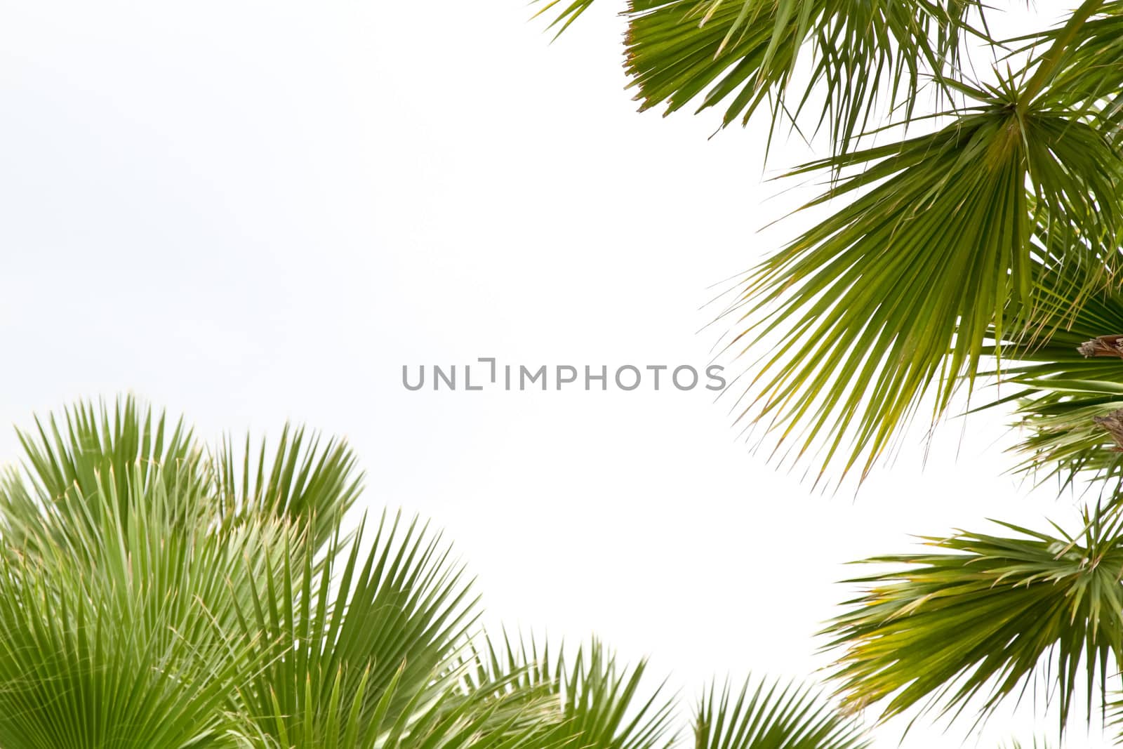 Palm leafs isolated on the white background