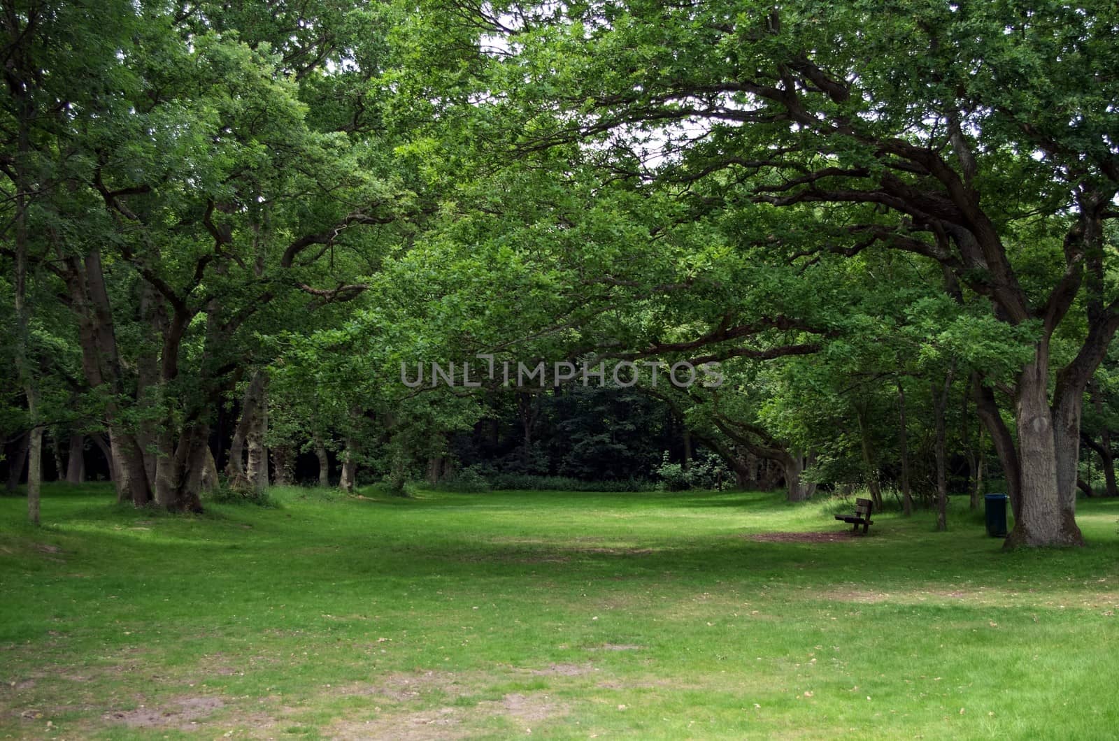 Tree branches reach out to create a wide, shady avenue