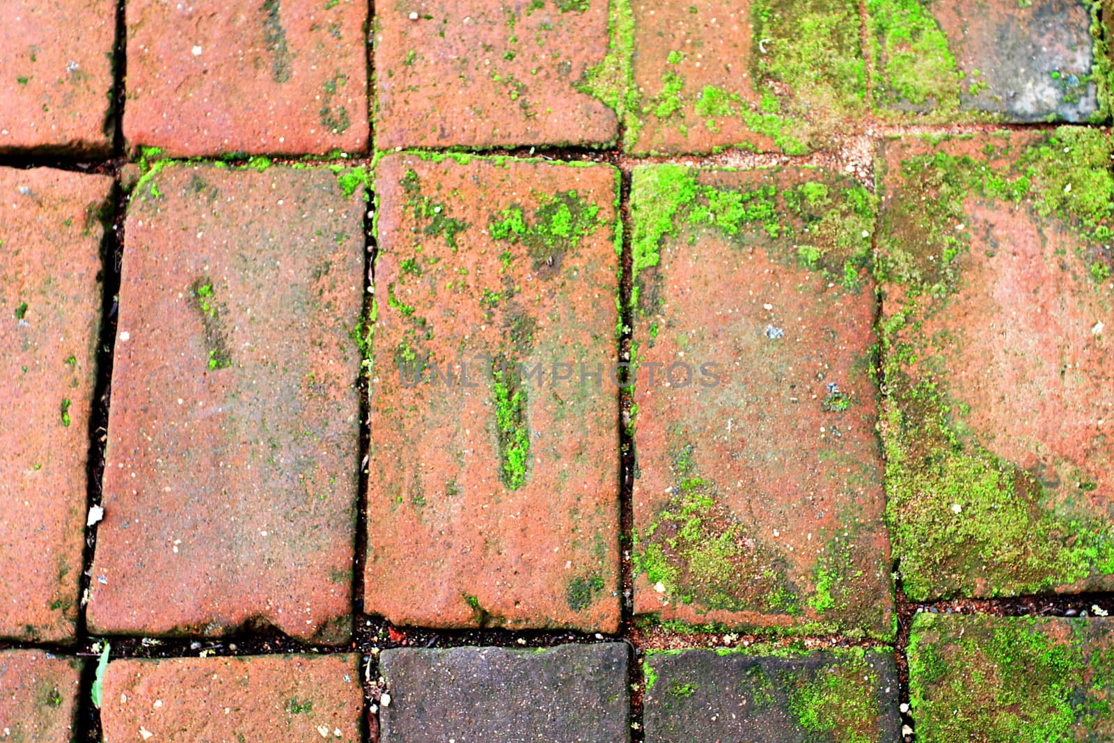 Old red bricks walkway with some green moss.