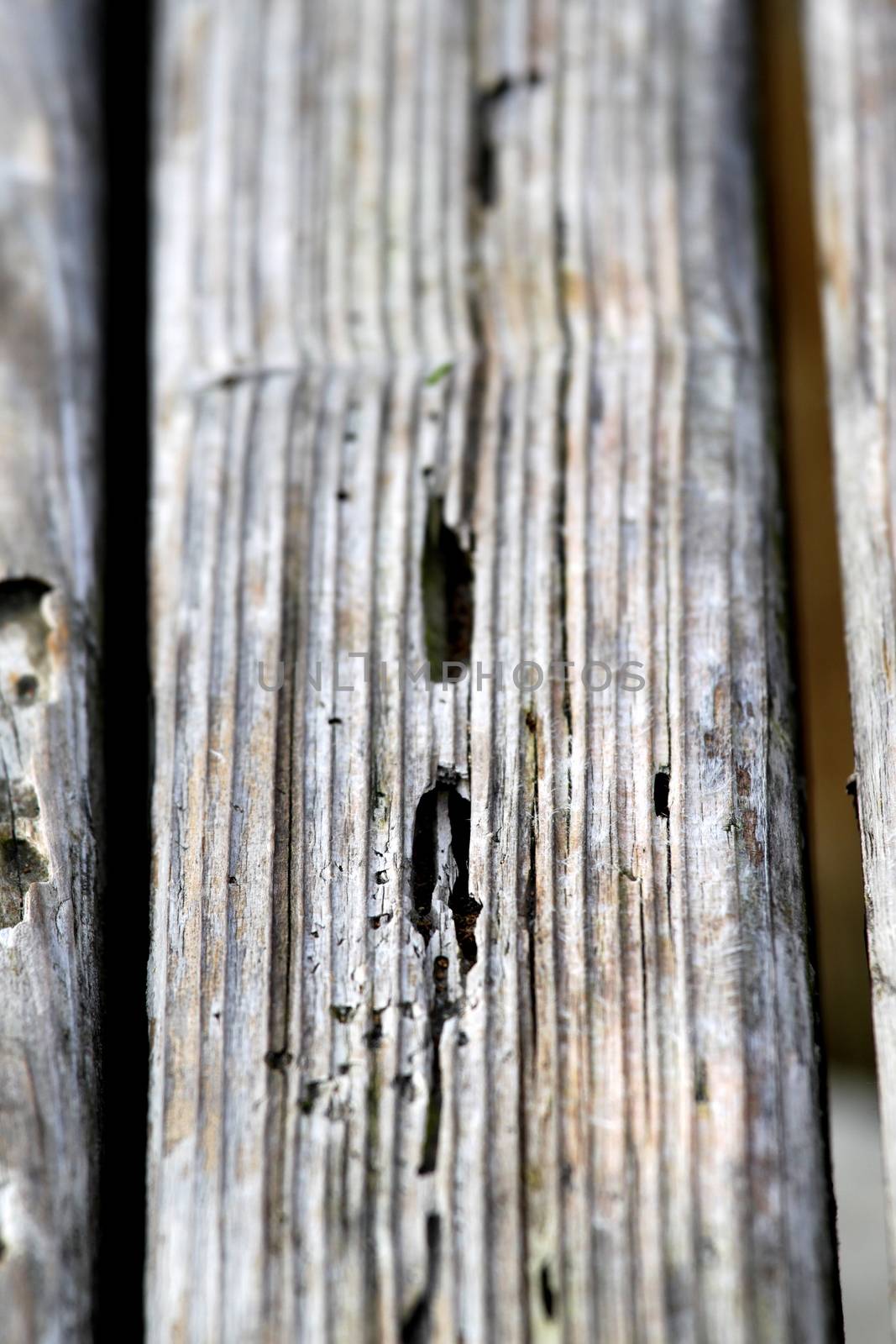 Old Wood Texture by hlehnerer