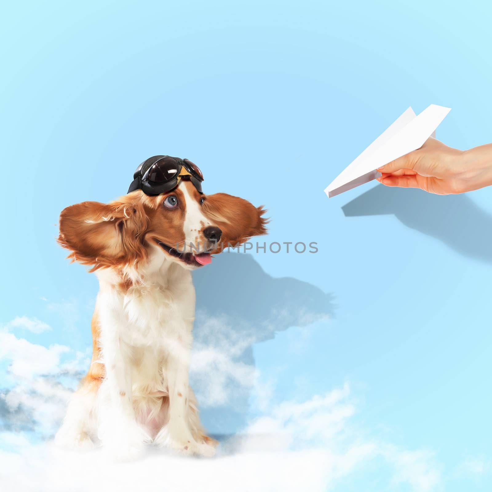 Image of funny spaniel dog in pilot helmet