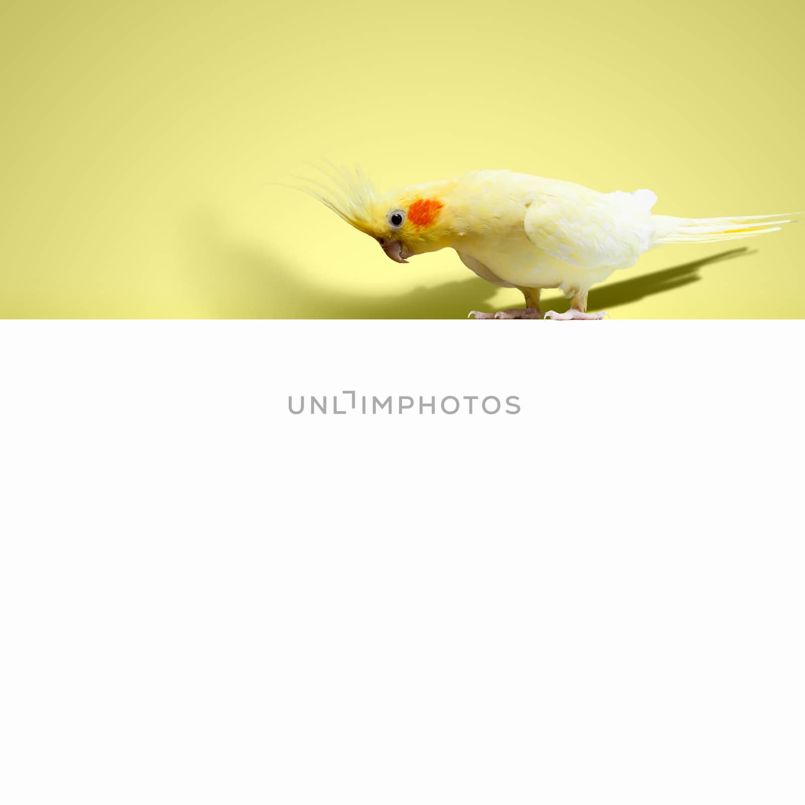 Parrot sitting on blank banner. Place for text